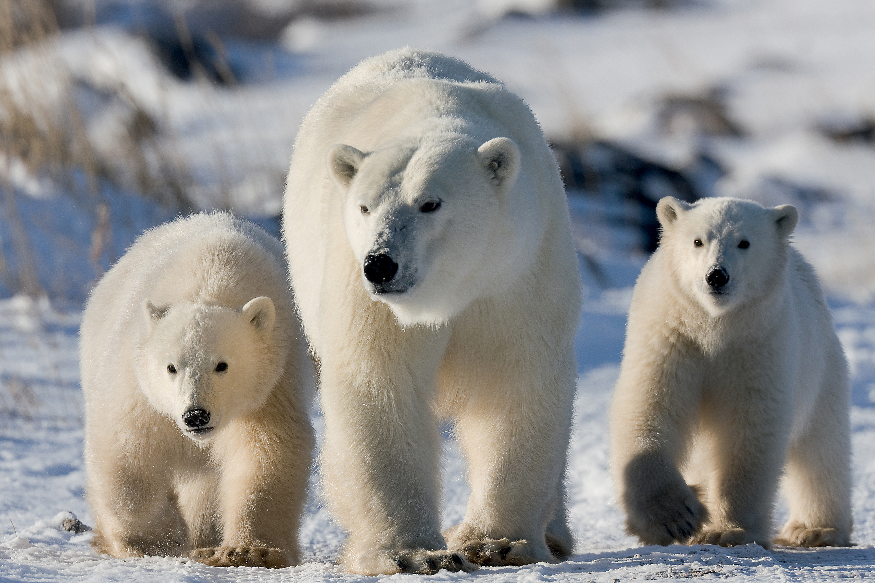 polar-bear-cubs