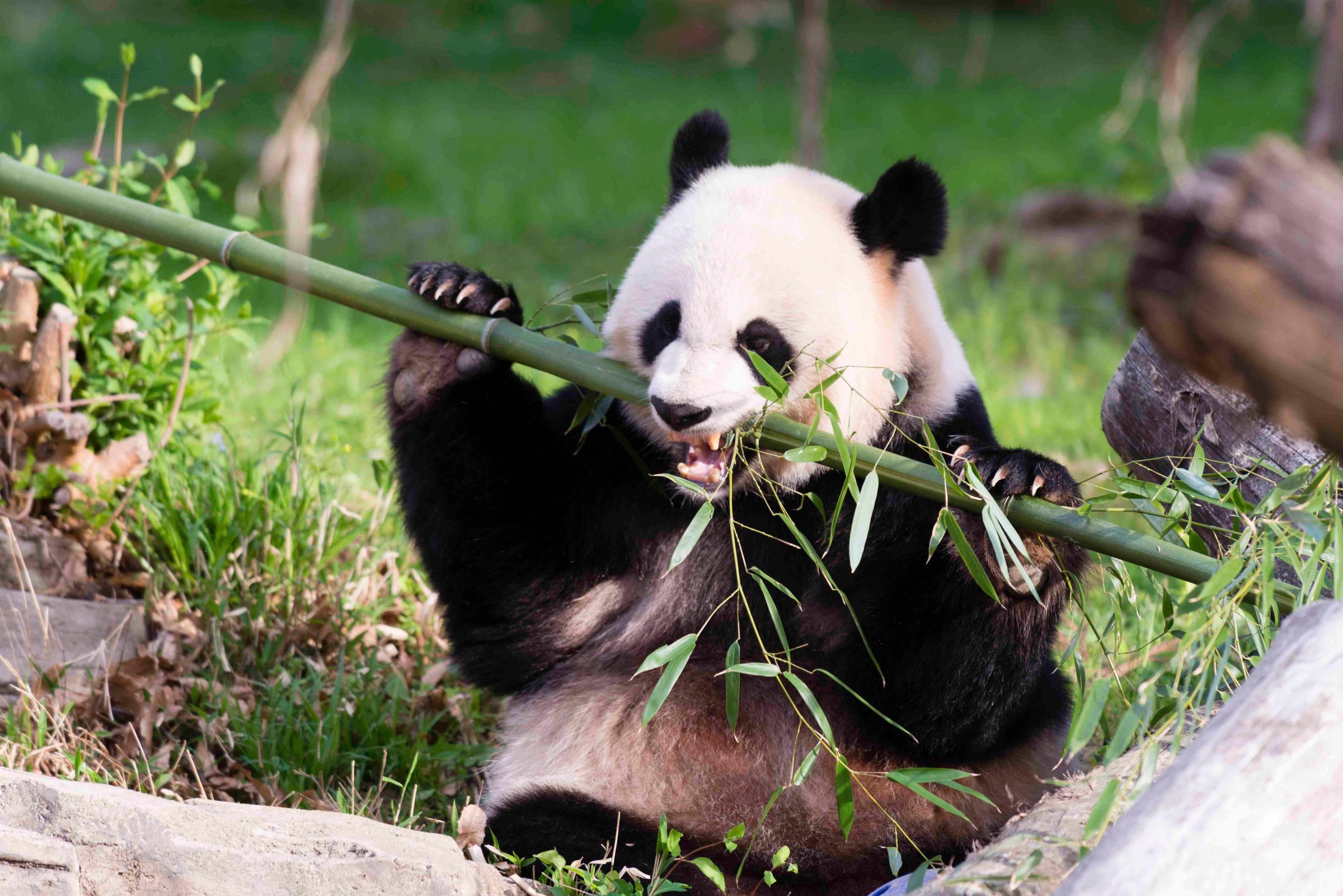 Giant Panda Mei Xiang snacks on bamboo at the Snithsonian's National Zoo in Washington