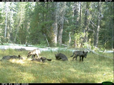 A wolf pack is shown captured near Mt. Shasta in Siskiyou County, Calif. on Aug. 9, 2015. (California Department of Fish and Wildlife/Reuters)