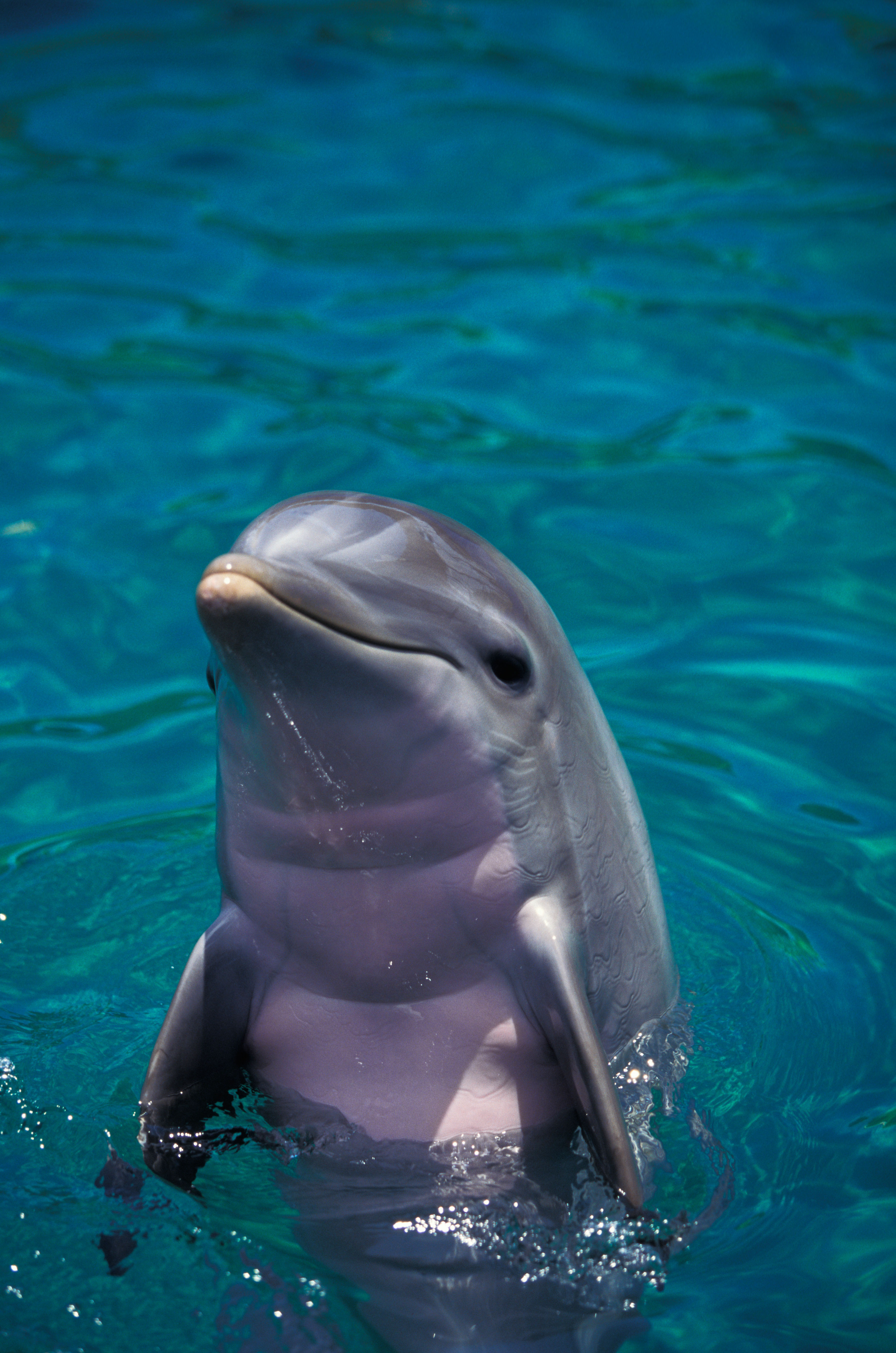 bottlenose-dolphin