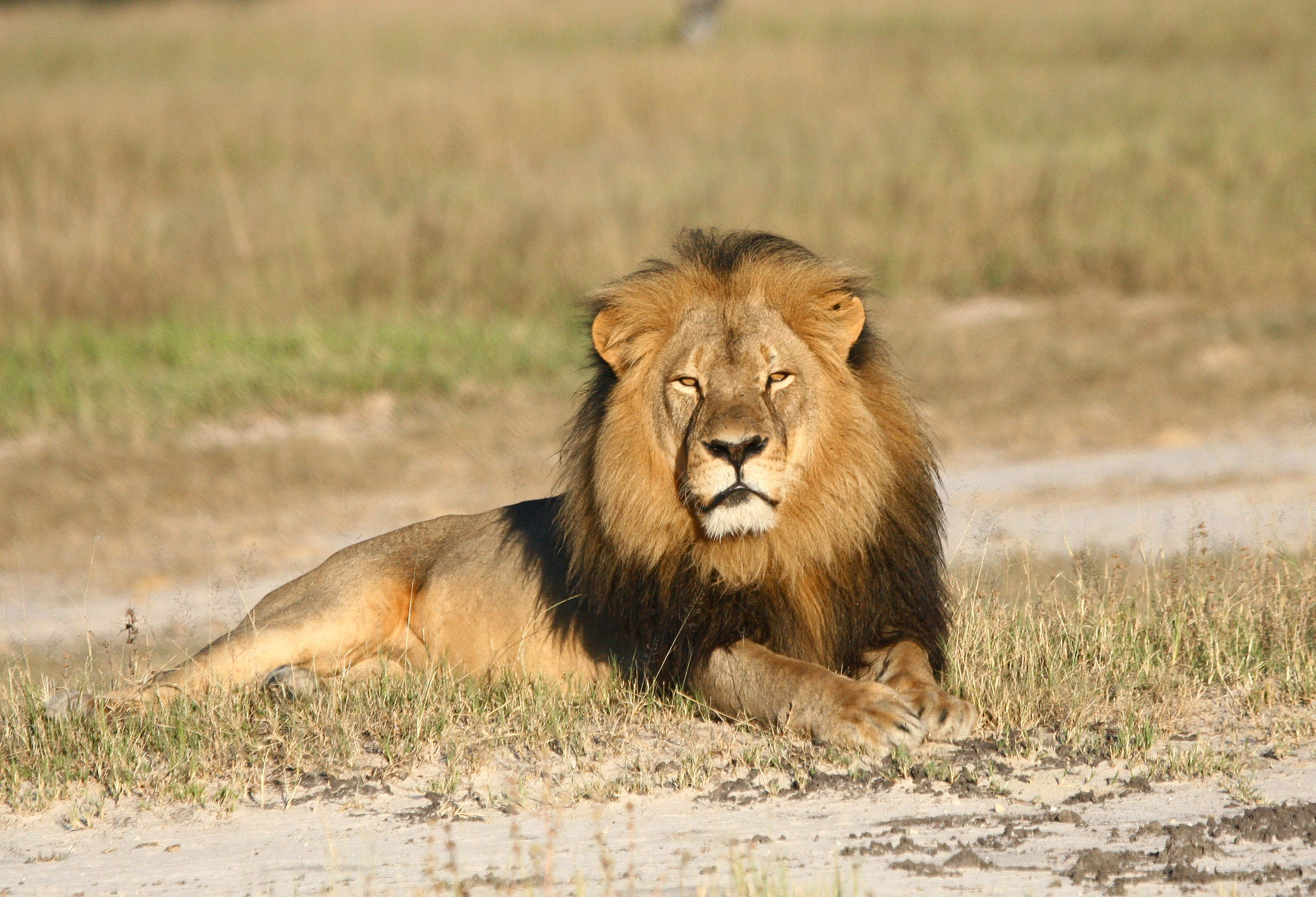Cecil the lion rests in Hwange National Park in Hwange, Zimbabwe (Andy Loveridge—AP)