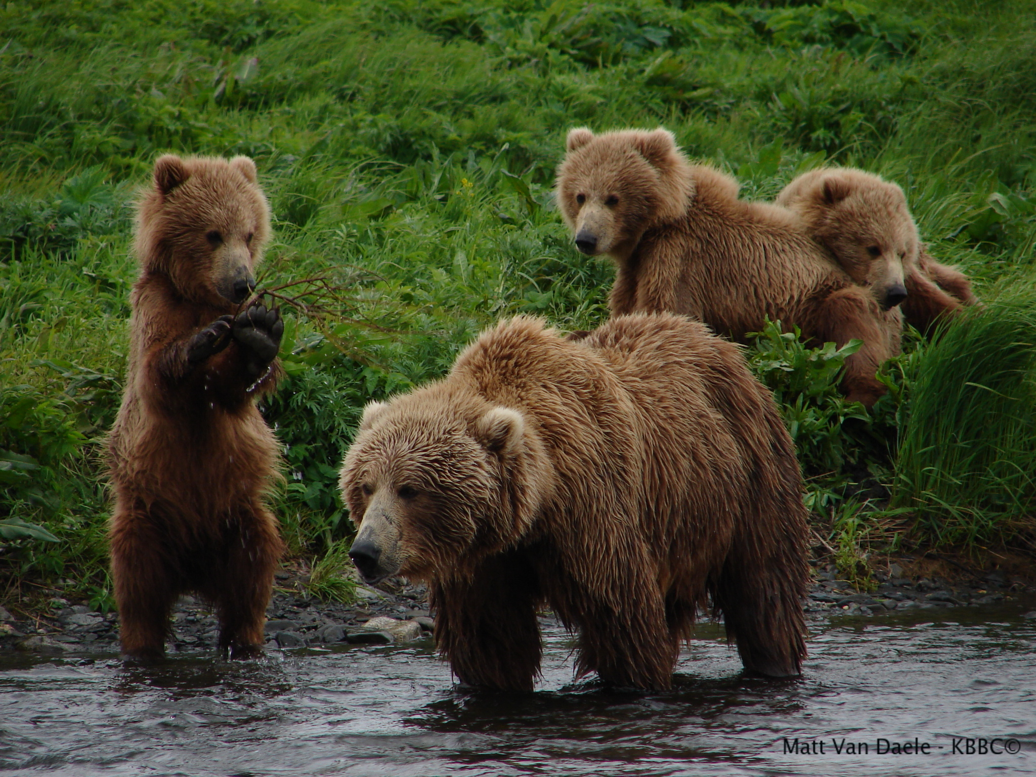 brown-bear-cubs