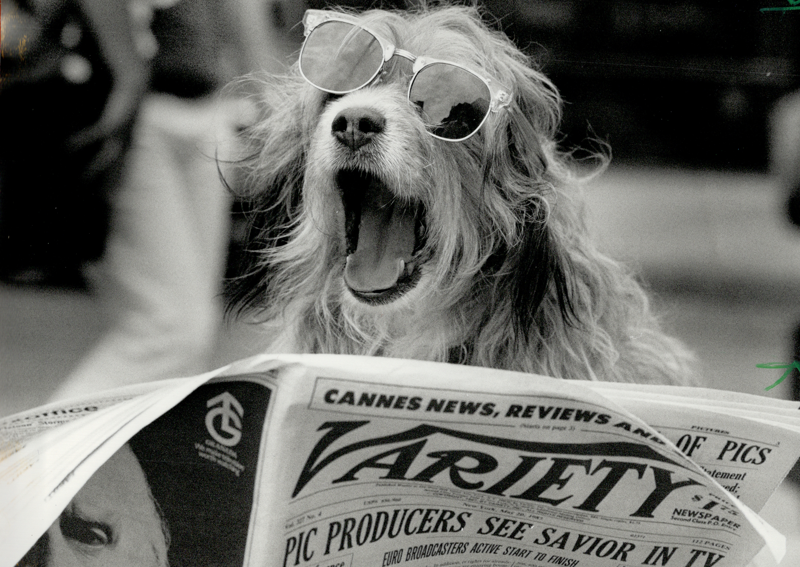 The Most Famous Dogs in Movies and Television | Time
