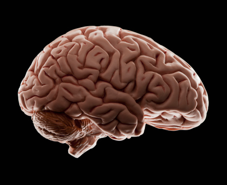 brain-model