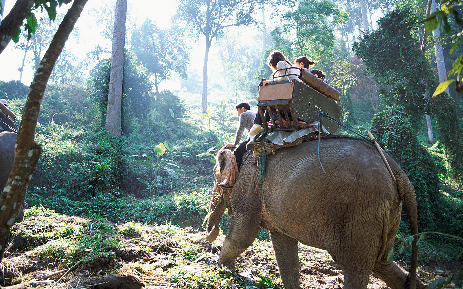 Four people Sitting on an Elephant, Chiang mai, Thailand