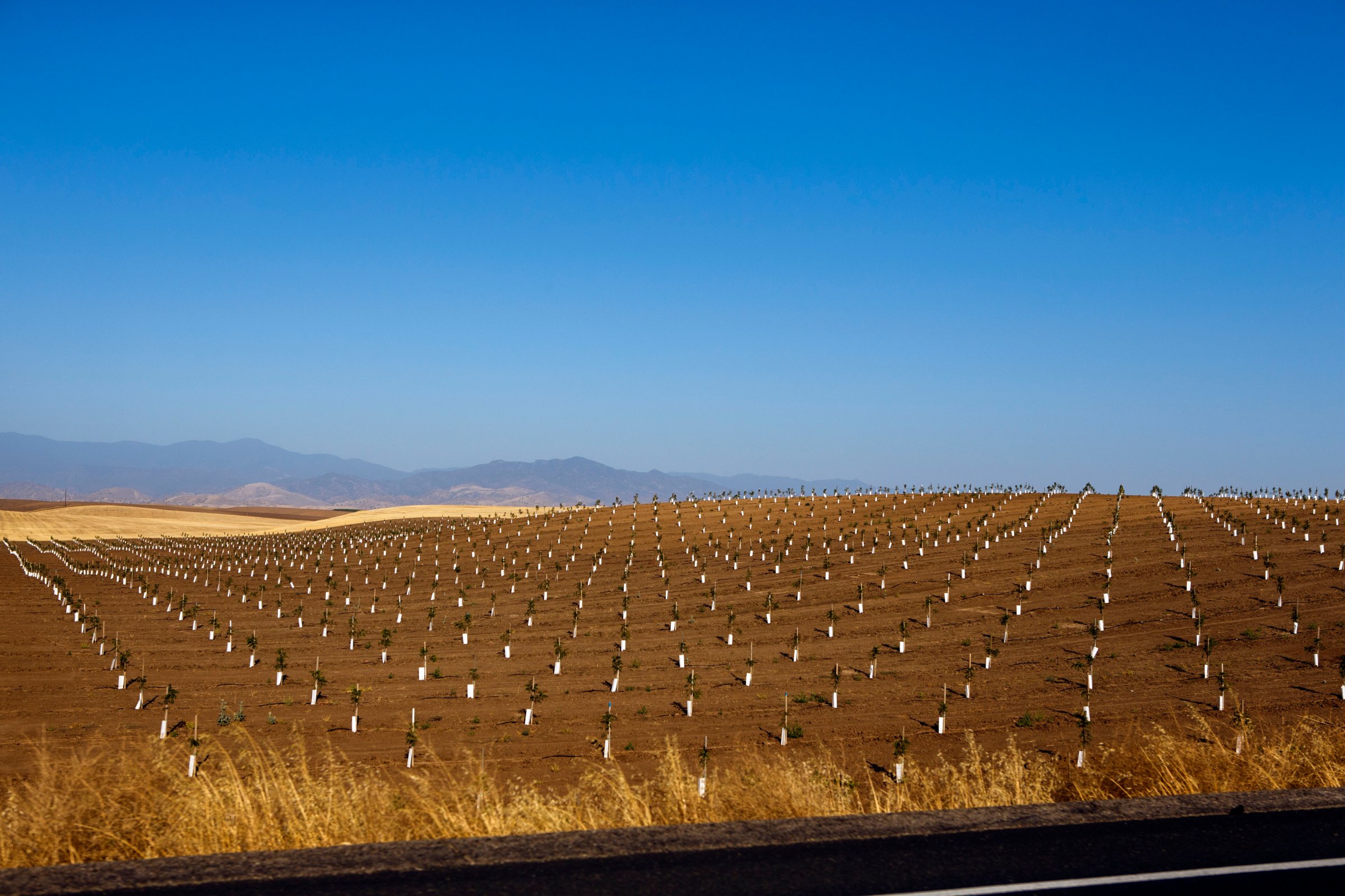 A field of recently planted crops grows off California Highway 65, near Ducor and south of Porterville during the historic California drought on June 24, 2015 near Ducor, Calif. The rural poor depend on groundwater and with farmers digging deep to water their fields, communities relying on groundwater struggle.