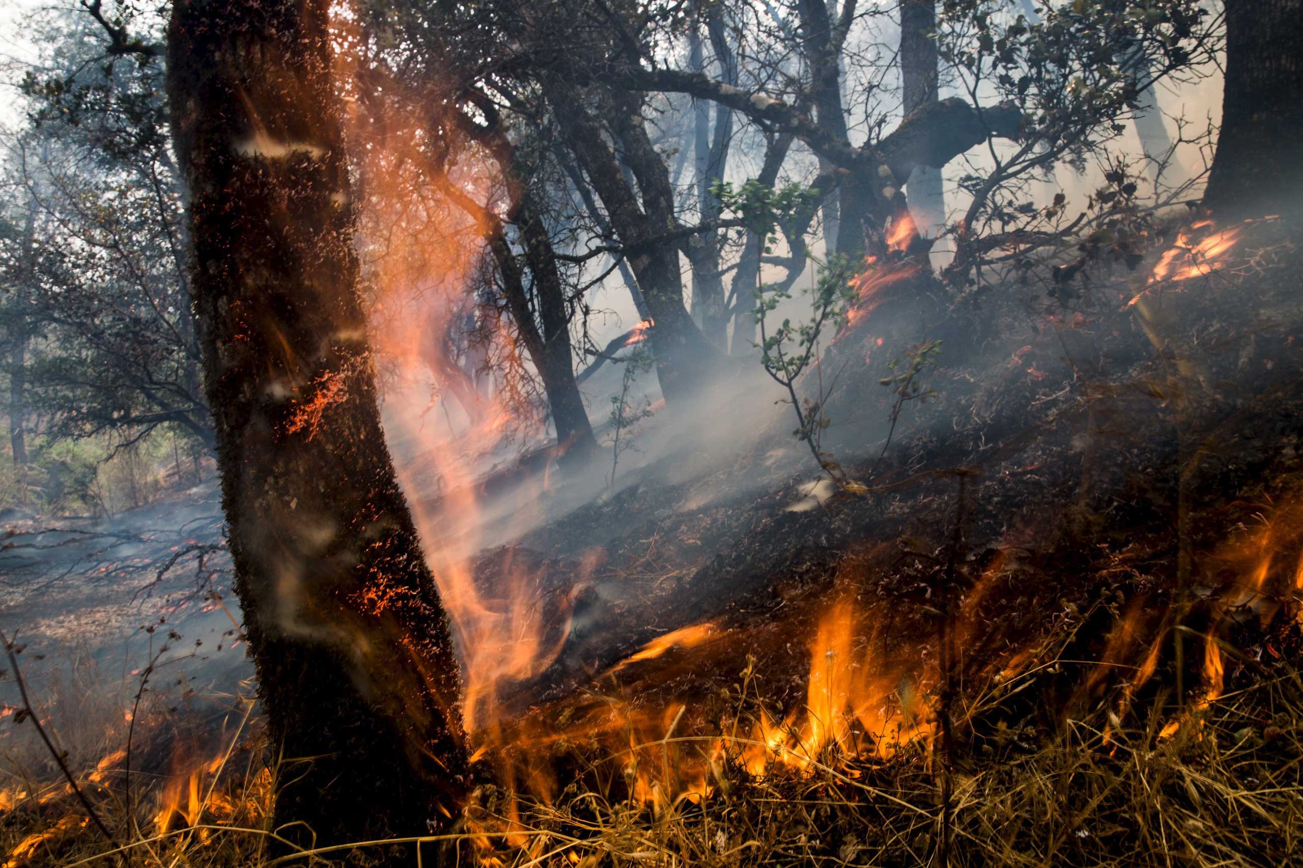 An oak tree ignites with flames during the Rocky Fire in Lake County, Calif. on July 30, 2015.