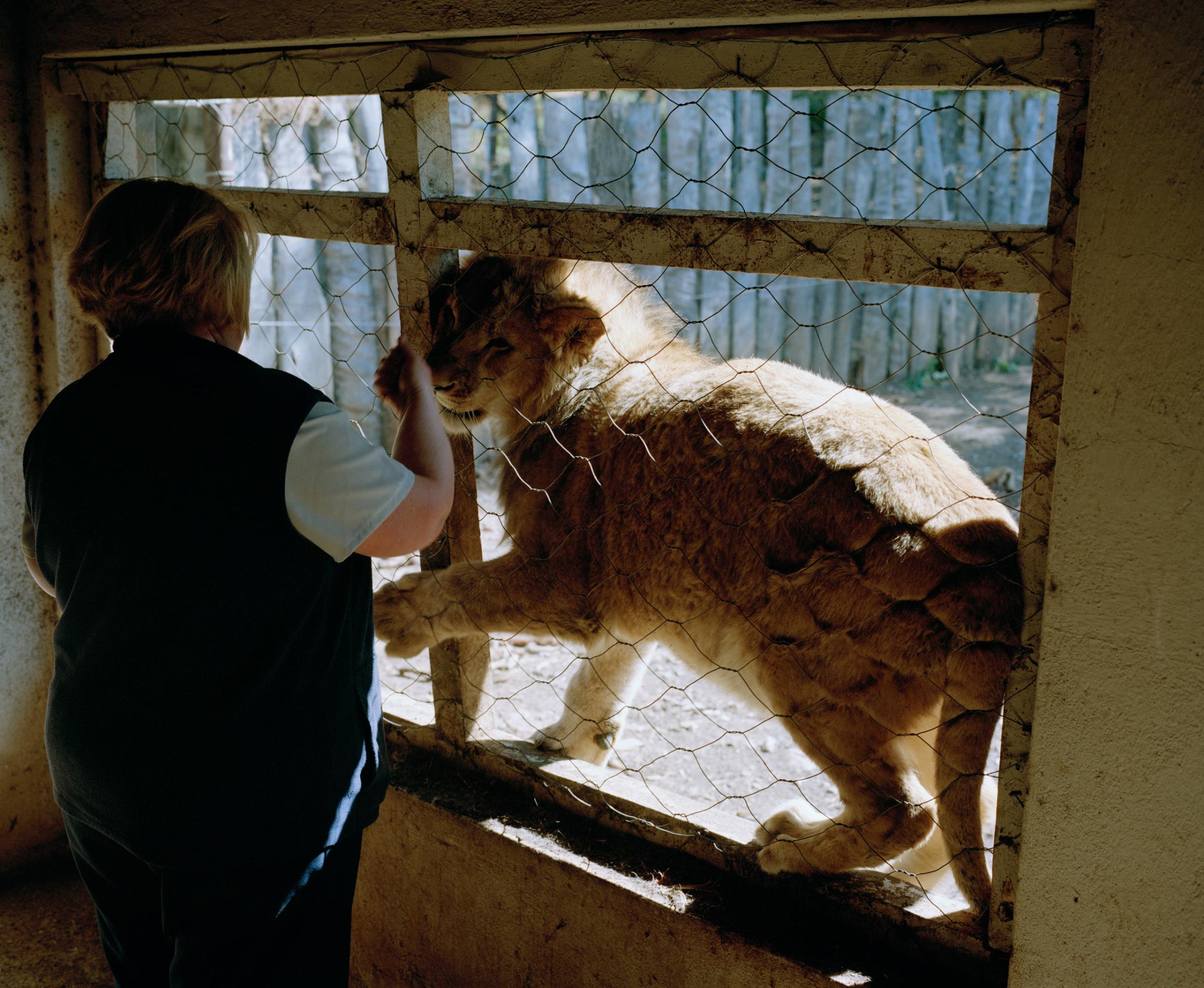 DC 5725.45 001 a captive bred lion is petted at a lion farm in t