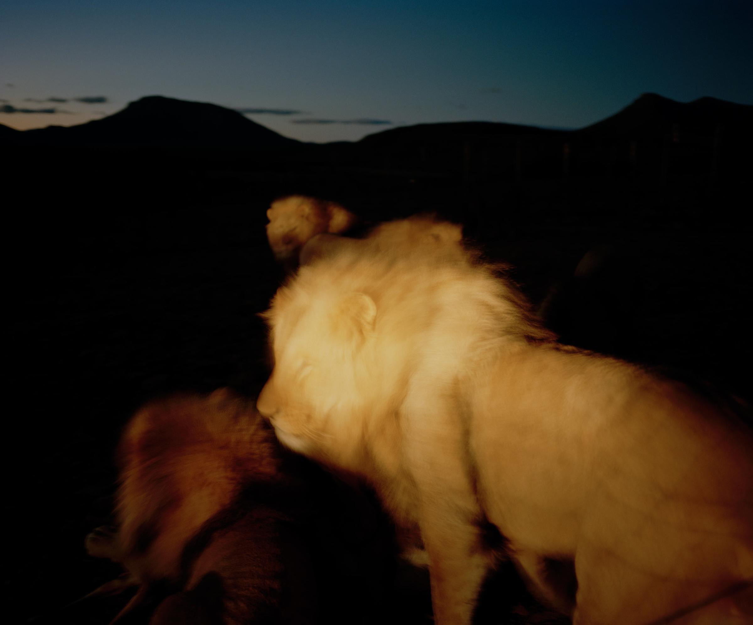 DC 7088.41 001 lion, northern cape, south africa-from the series