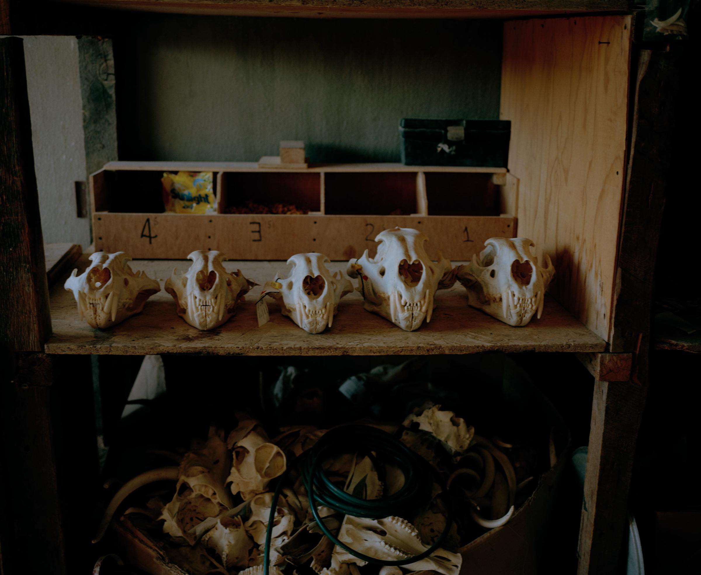 DC 7100.49 001 lion skulls and bones, taxidermists studio, easte