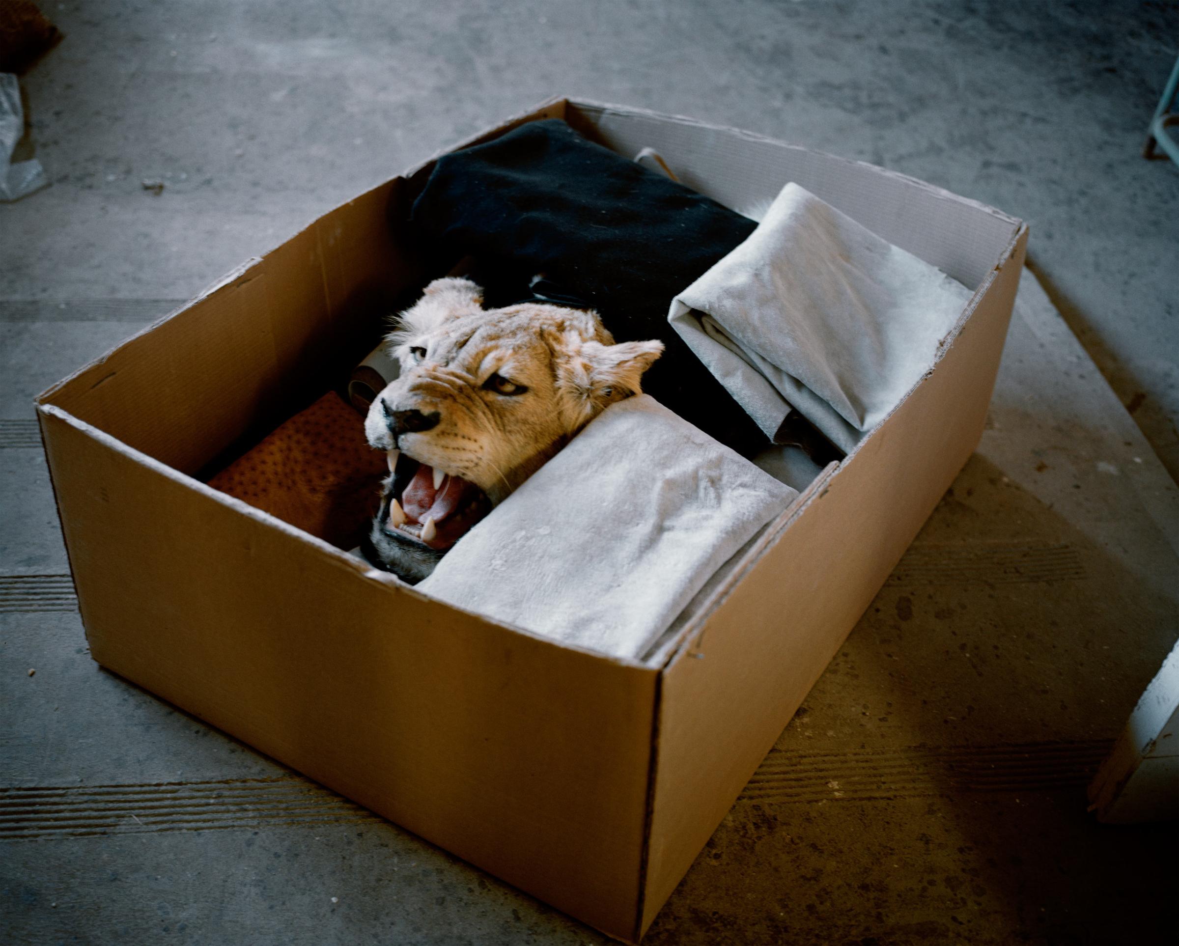DC 8196.53 001 lioness in a box, eastern cape, south africa-from