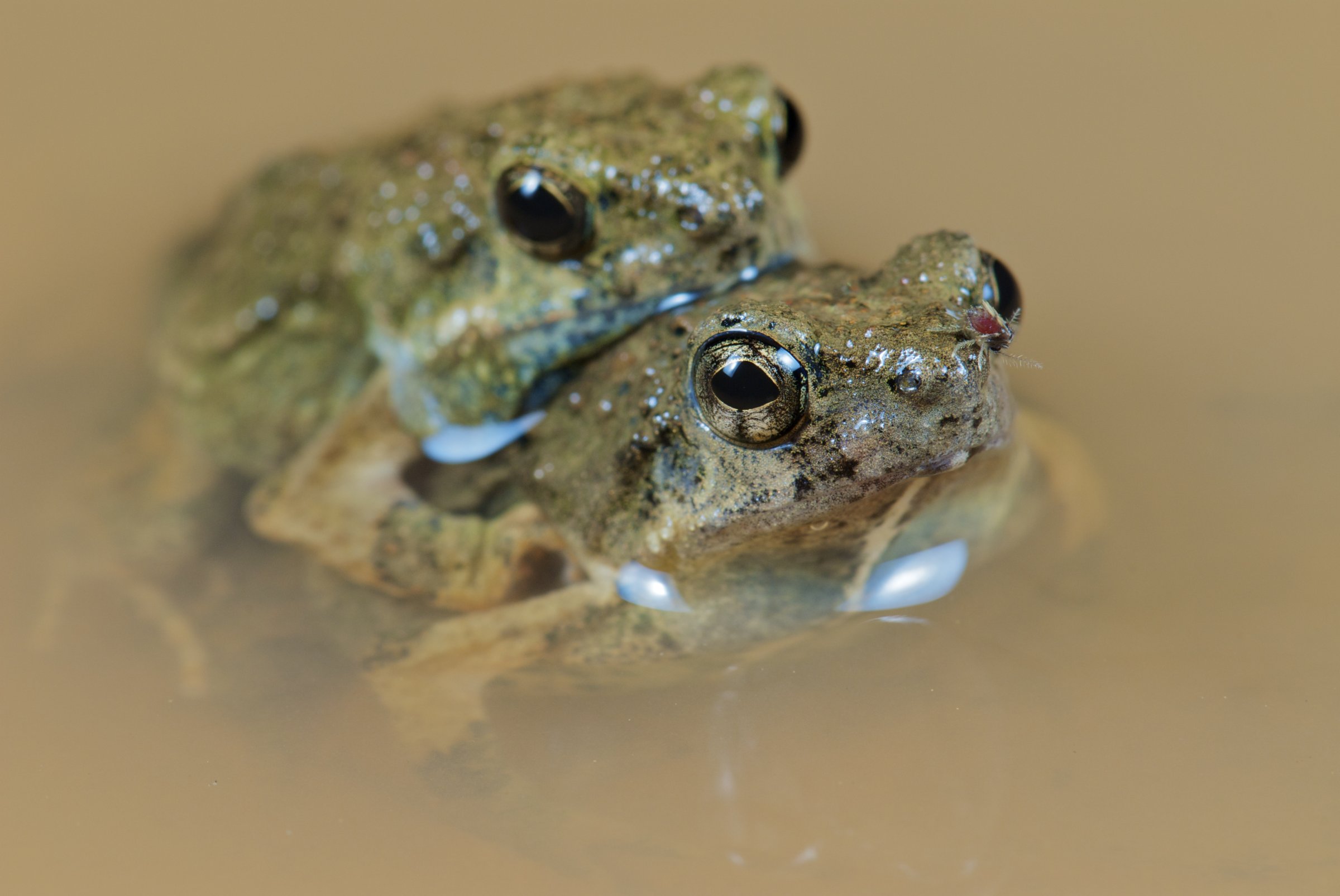 frogs mating