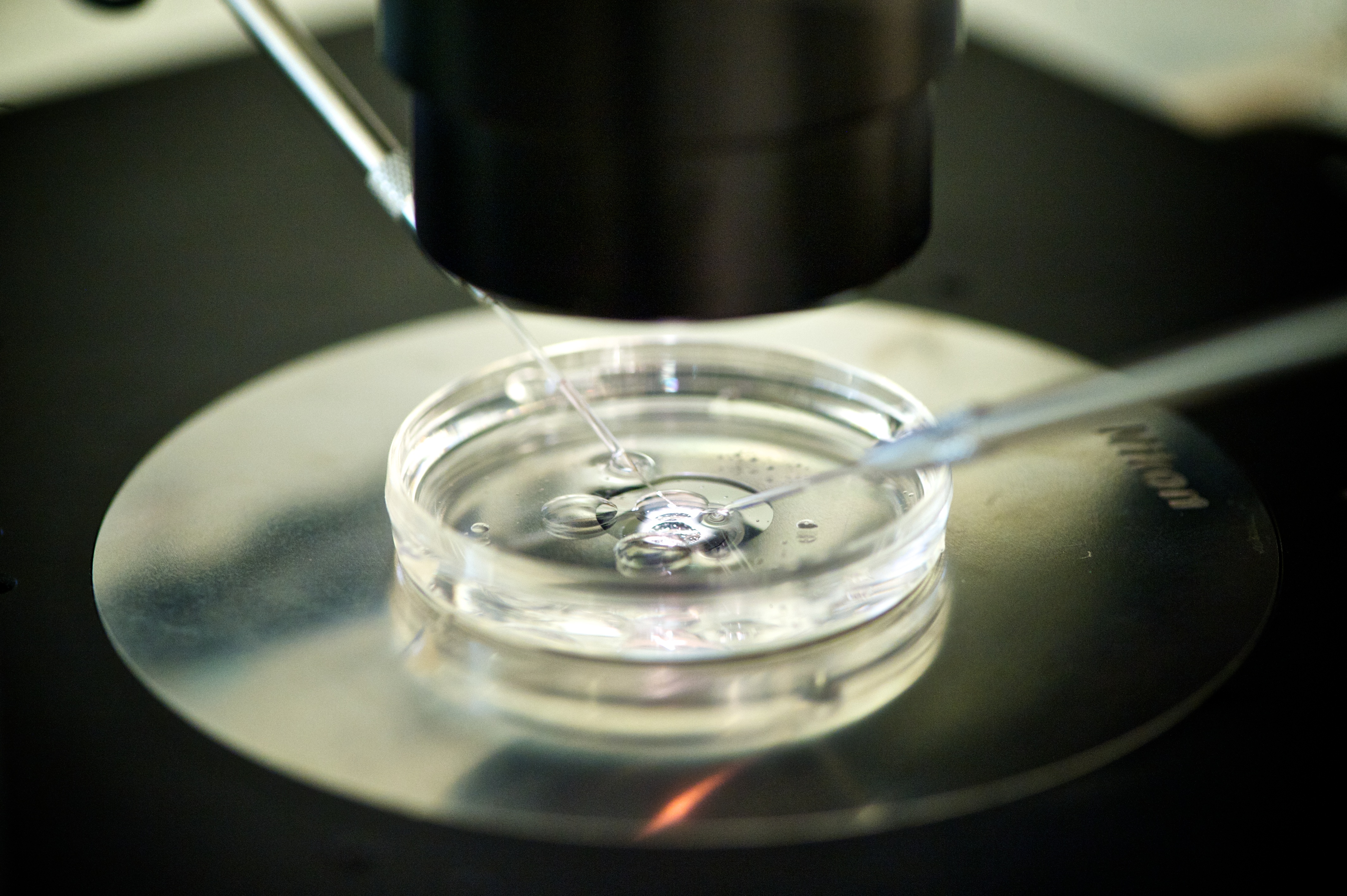 An in-vitro-fertilization in progress