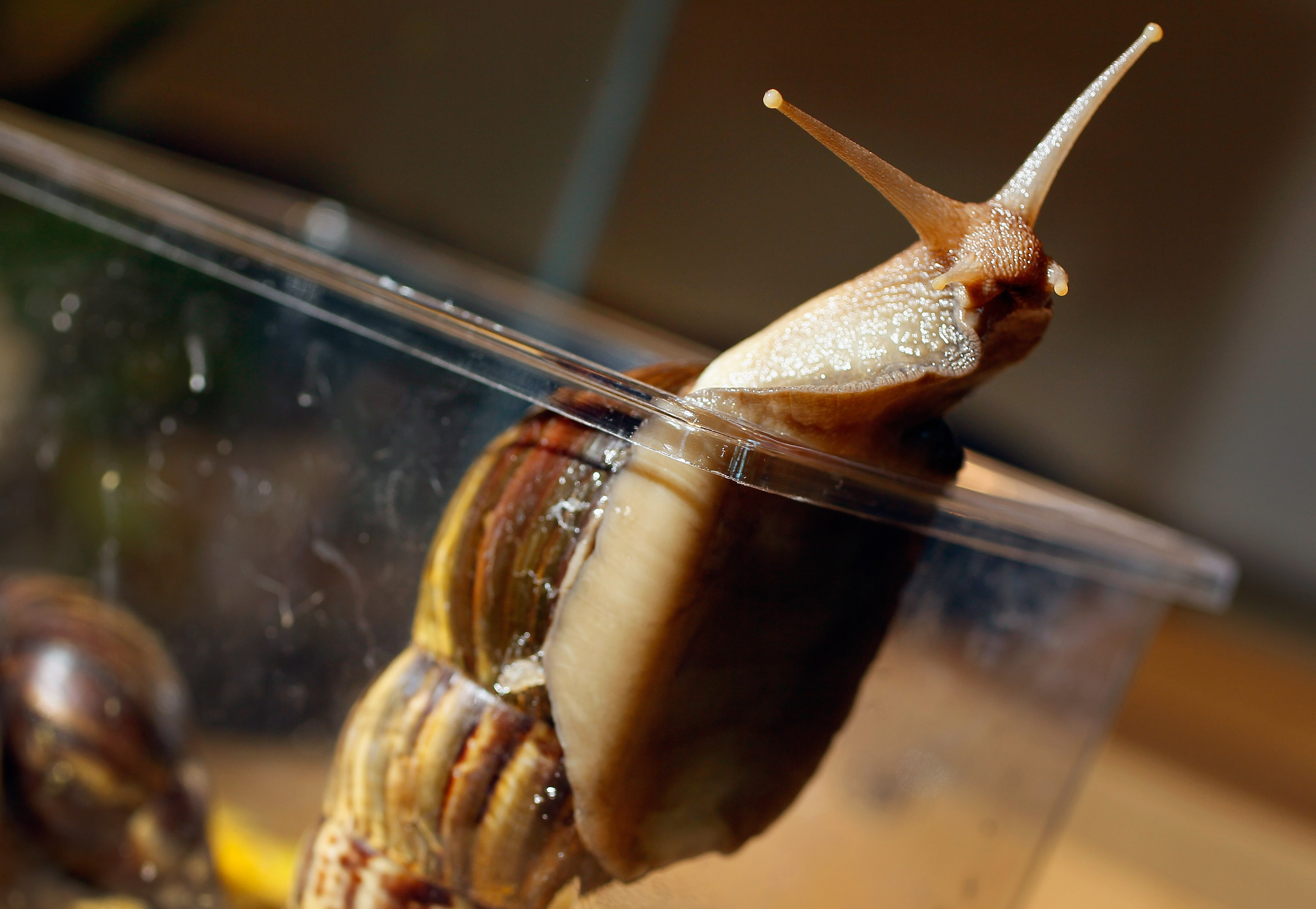 A Giant African land snail is seen as the Florida Department of Agriculture and Consumer Services announces it has positively identified a population of the invasive species in Miami-Dade County on Sept. 15, 2011. (Joe Raedle&mdash;Getty Images)