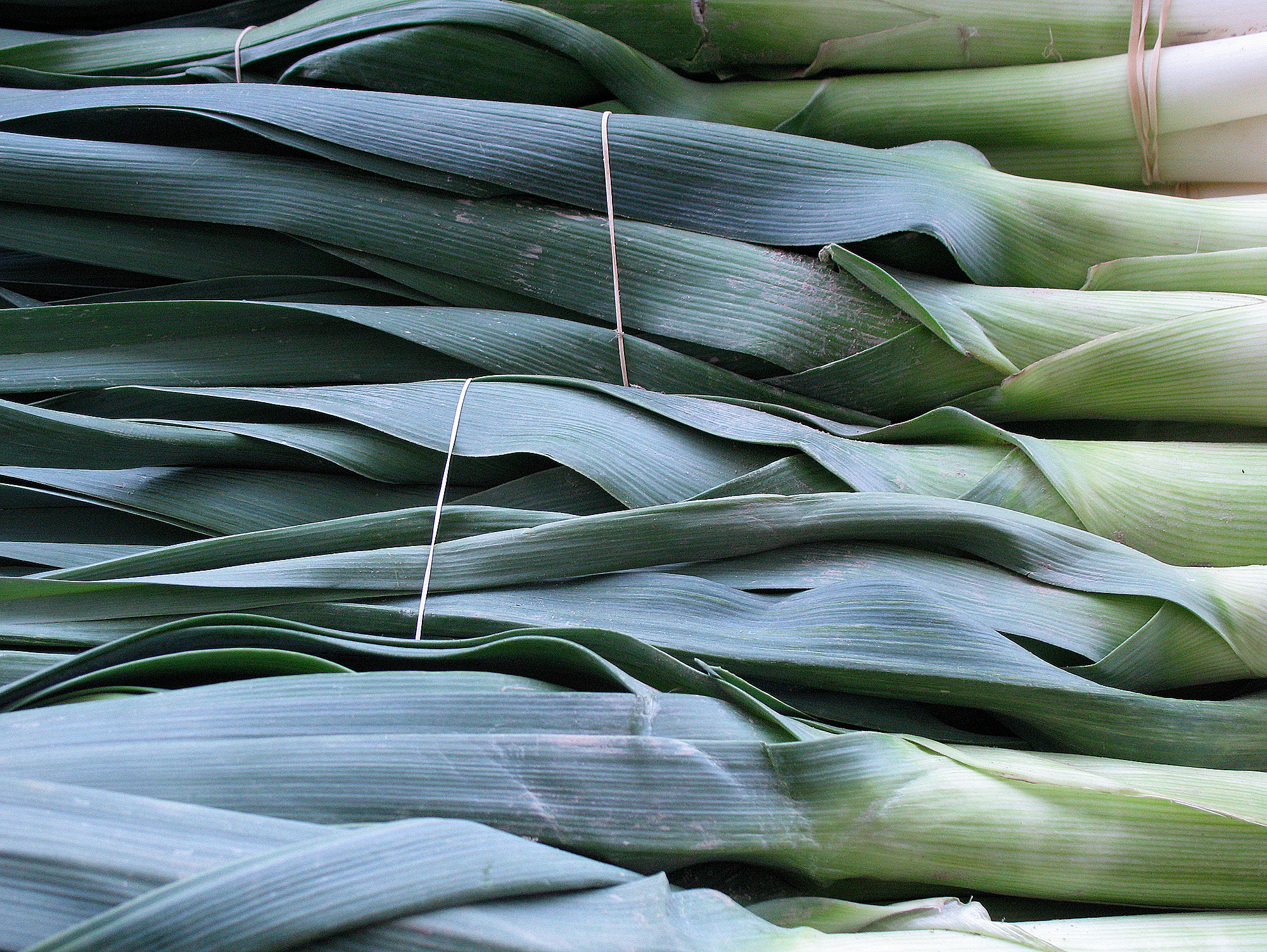 Leeks don’t produce bulbs like onions do, but they “stash their flavor in thick, juicy stems that look like huge scallions,” says Casanova.