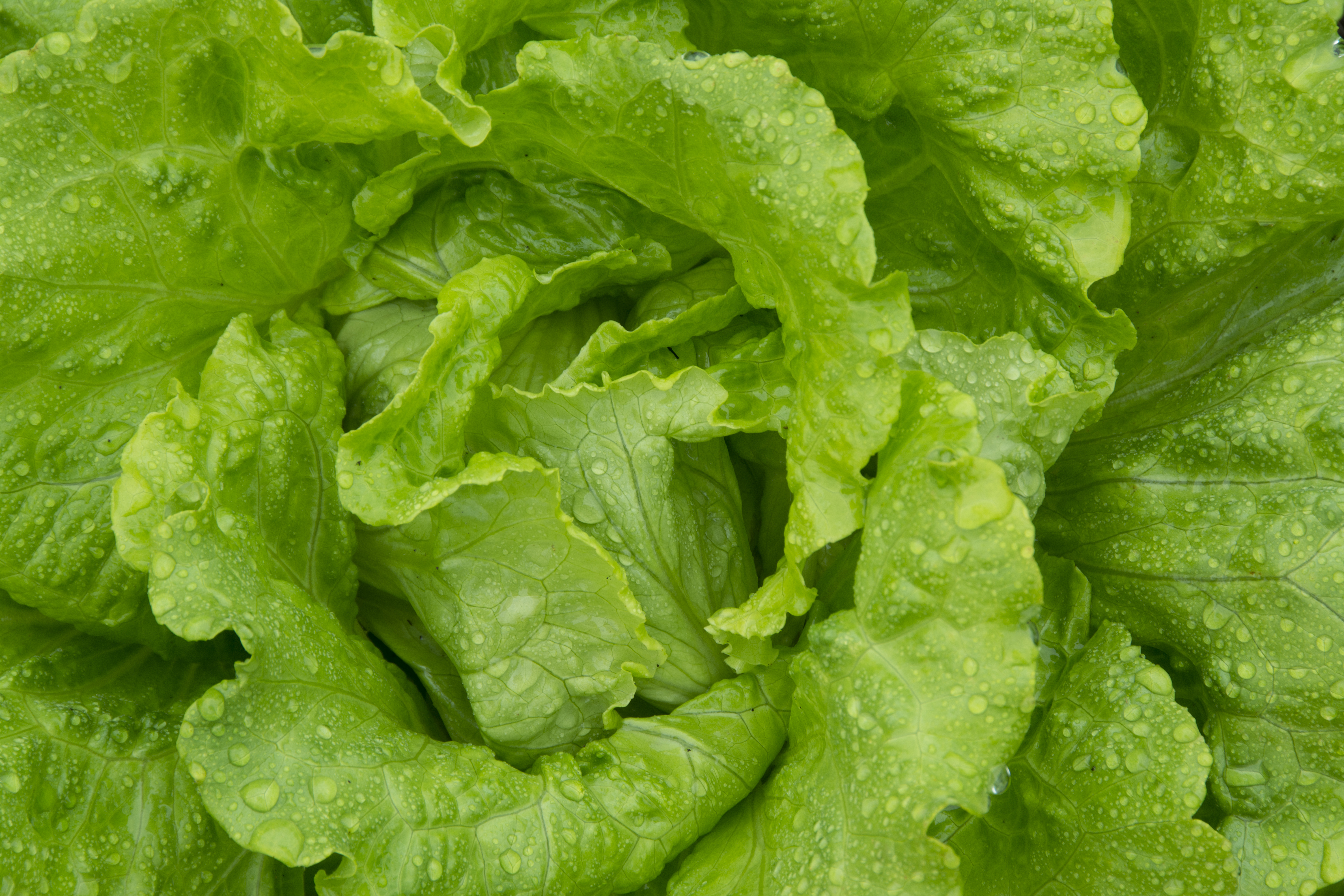 While lettuce is known for growing fast in full sun, Joan Casanova, spokesperson for Bonnie Plants, says it is one of few vegetables that also does well in the shade.