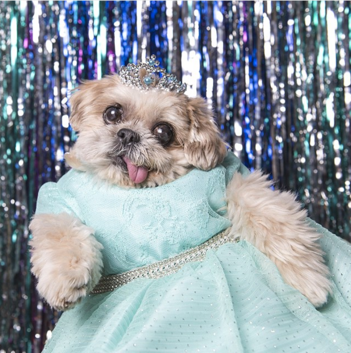 17 Dogs You Should Follow On Instagram Time Com