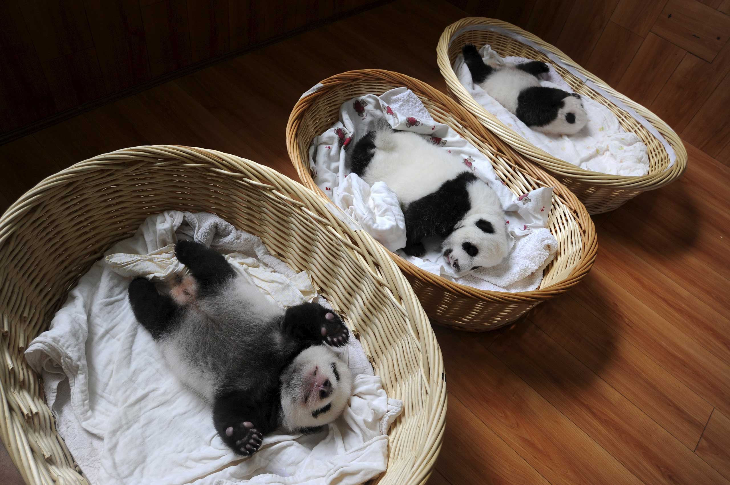 Giant panda cubs are seen inside baskets during their debut appearance to visitors at a giant panda breeding centre in Ya'an, Sichuan province, China, on Aug. 21, 2015. (Reuters)