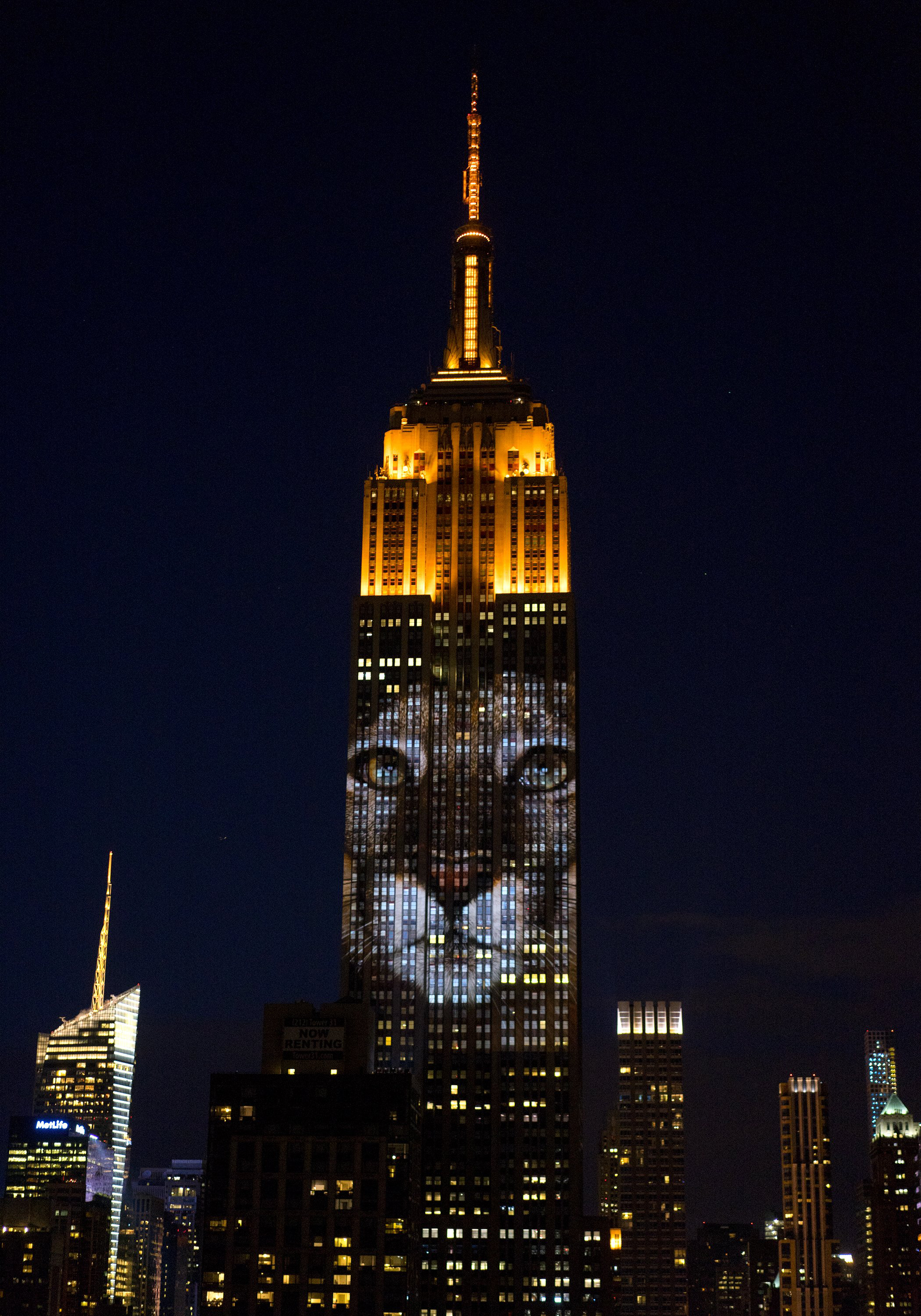 Large images of endangered species are projected on the south facade of The Empire State Building on Aug. 1, 2015, in New York City.