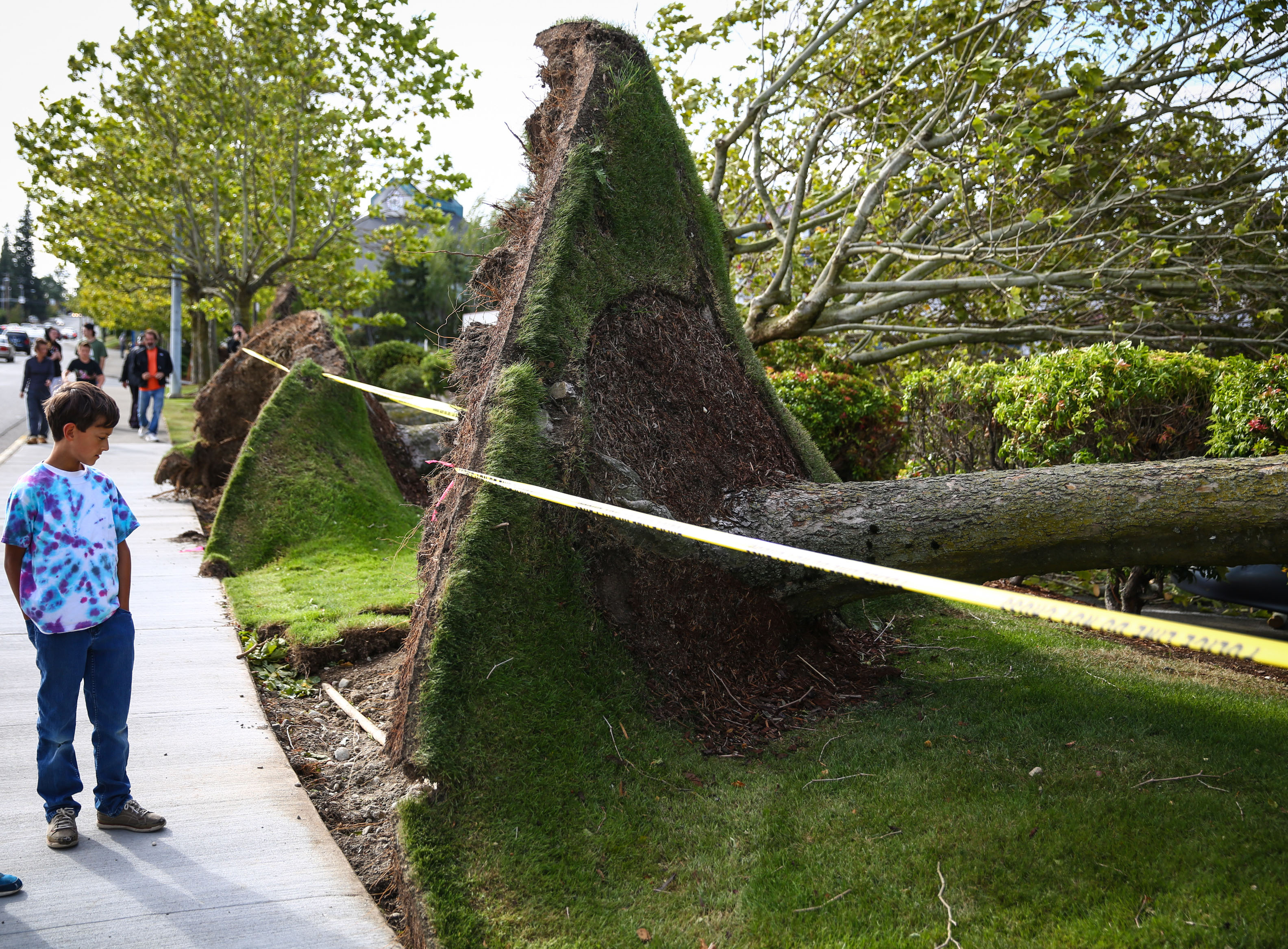 People look at a row of downed trees after they were knocked down during a windstorm on Aug. 29, 2015, in Lynnwood, Wash. (Joshua Trujillo—AP)