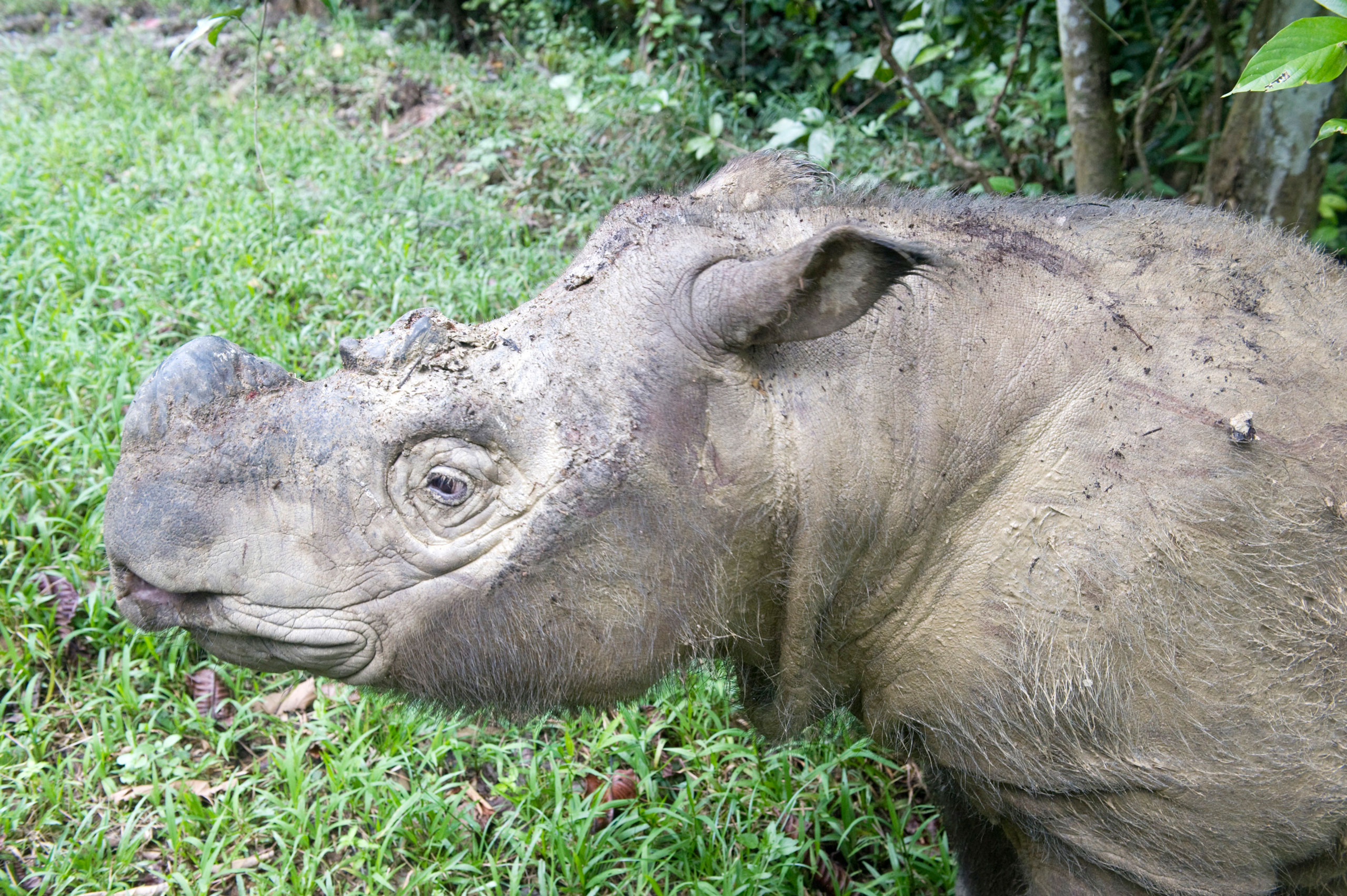A male Sumatran rhino (Borneo rhino) pictured in Malaysia, in a file photo dating Feb. 2012. (Louise Murray—Robert Harding World Imagery/Corbis)