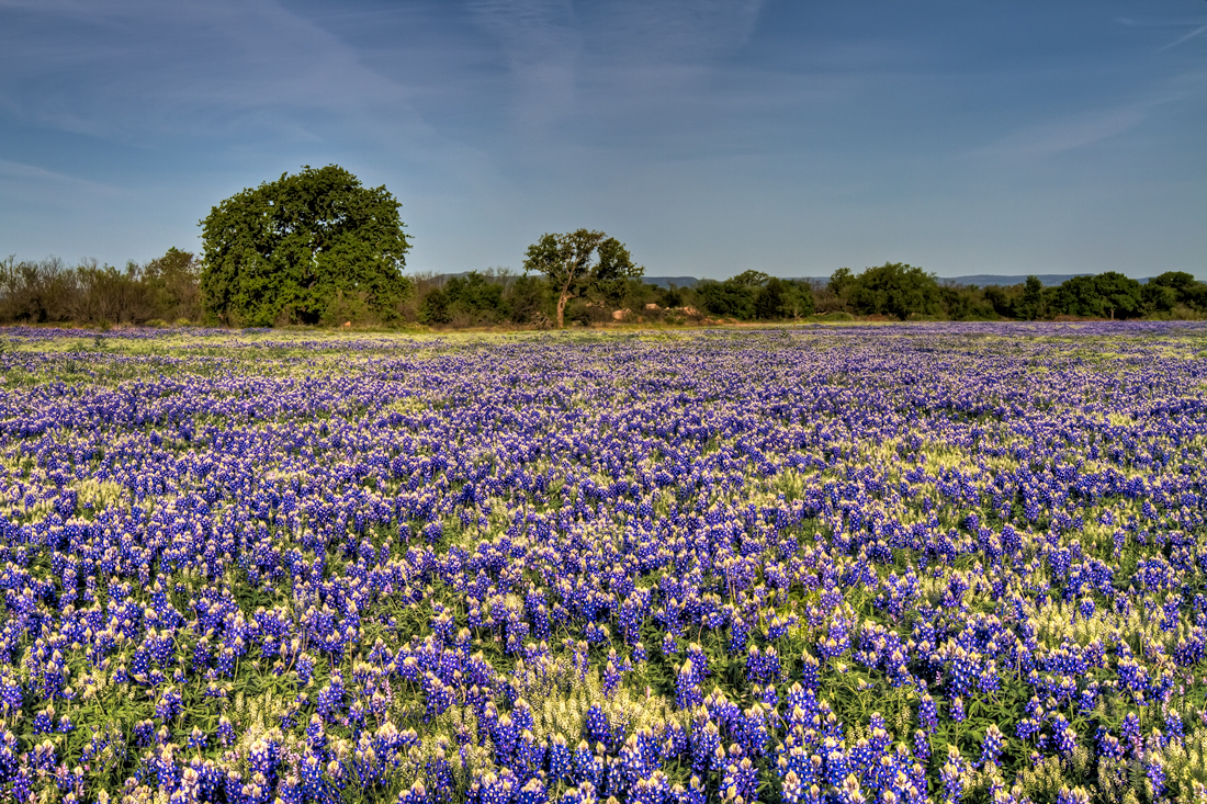 texas-hill-country-bluebonnet-tour