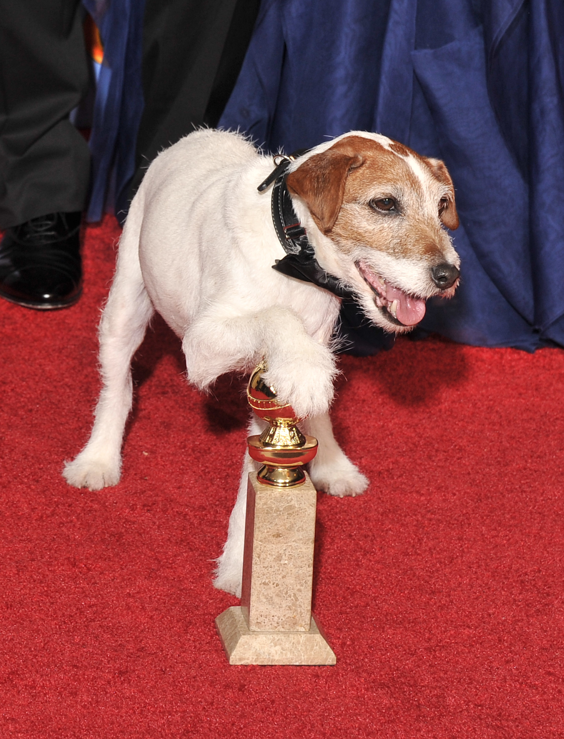 Most Famous Dogs - Uggie