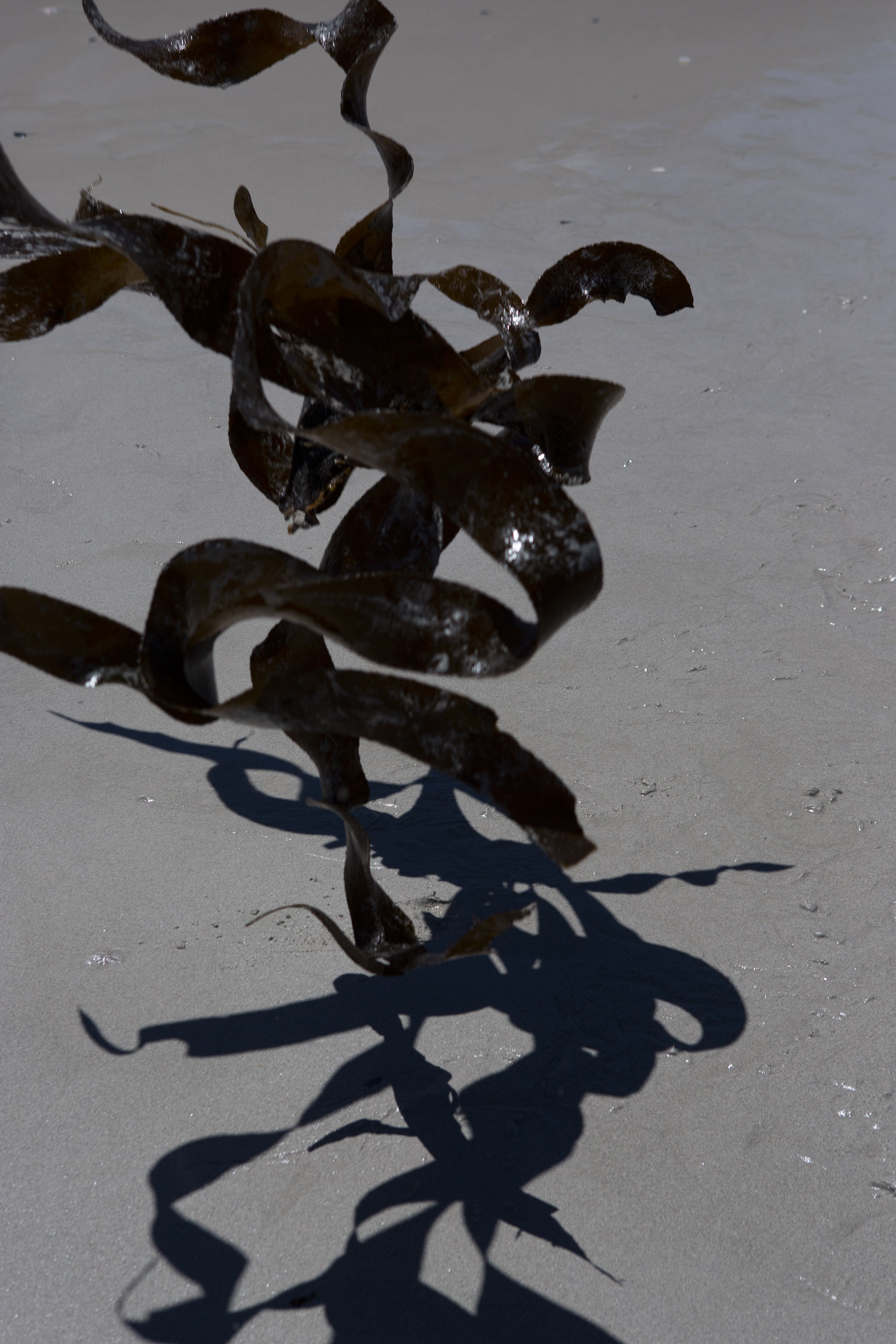 Kelp, from the series  Larvae  2014.