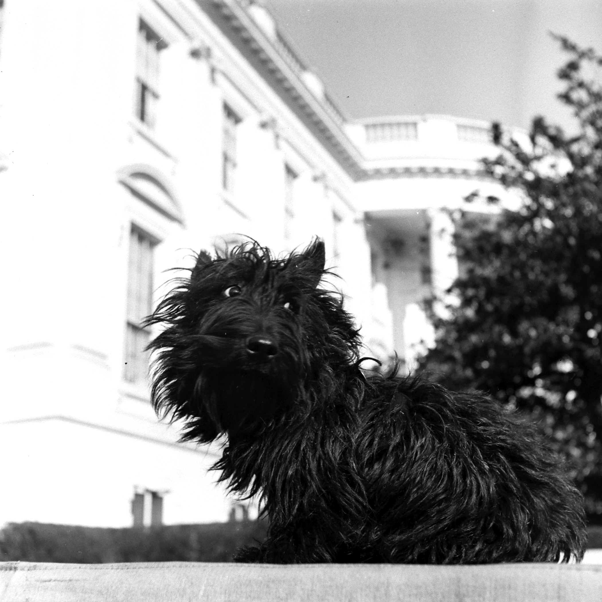 Fala at the White House, 1941.