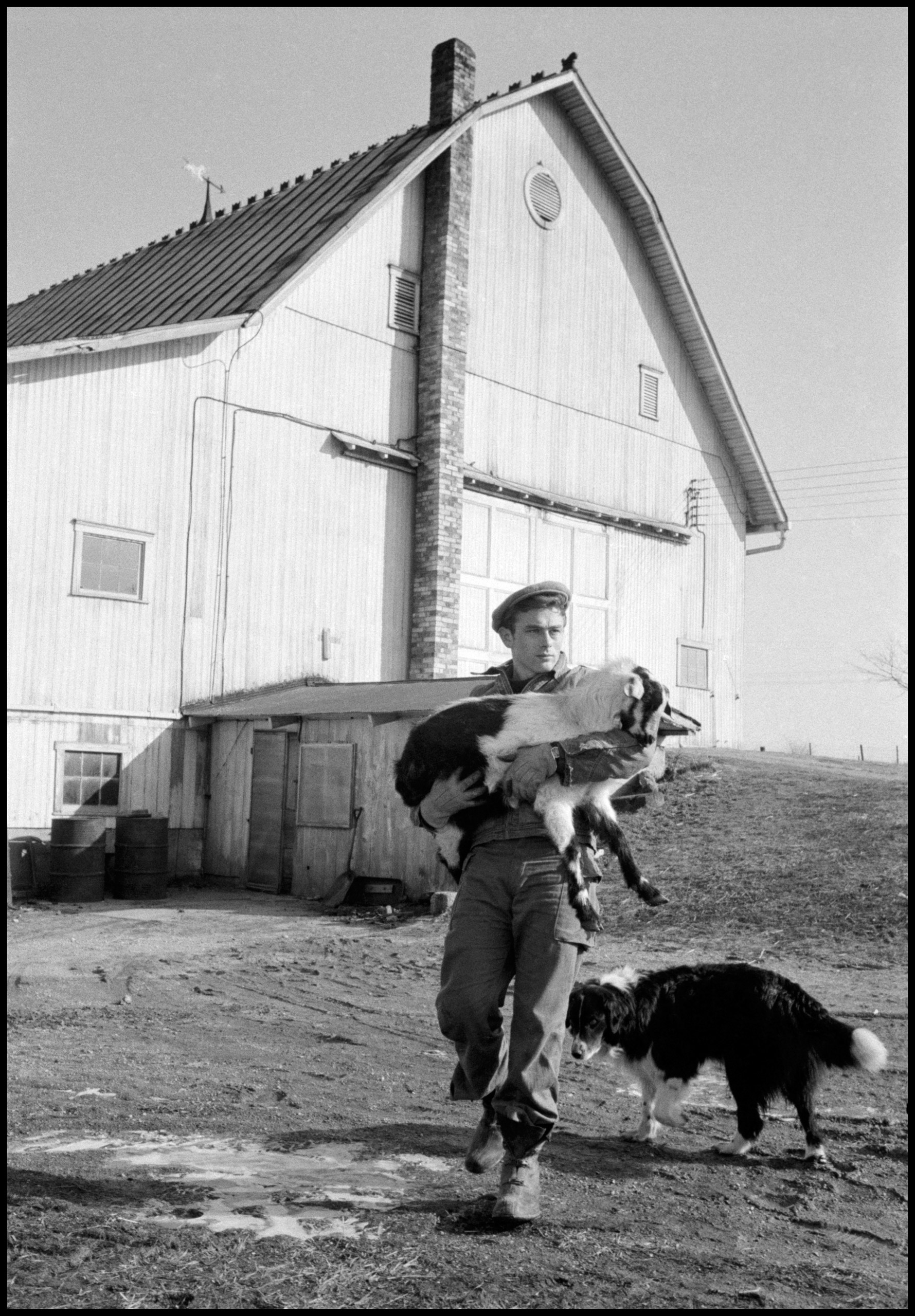 James Dean with dogs on Winslow farm in Fairmount, Indiana. 1955.