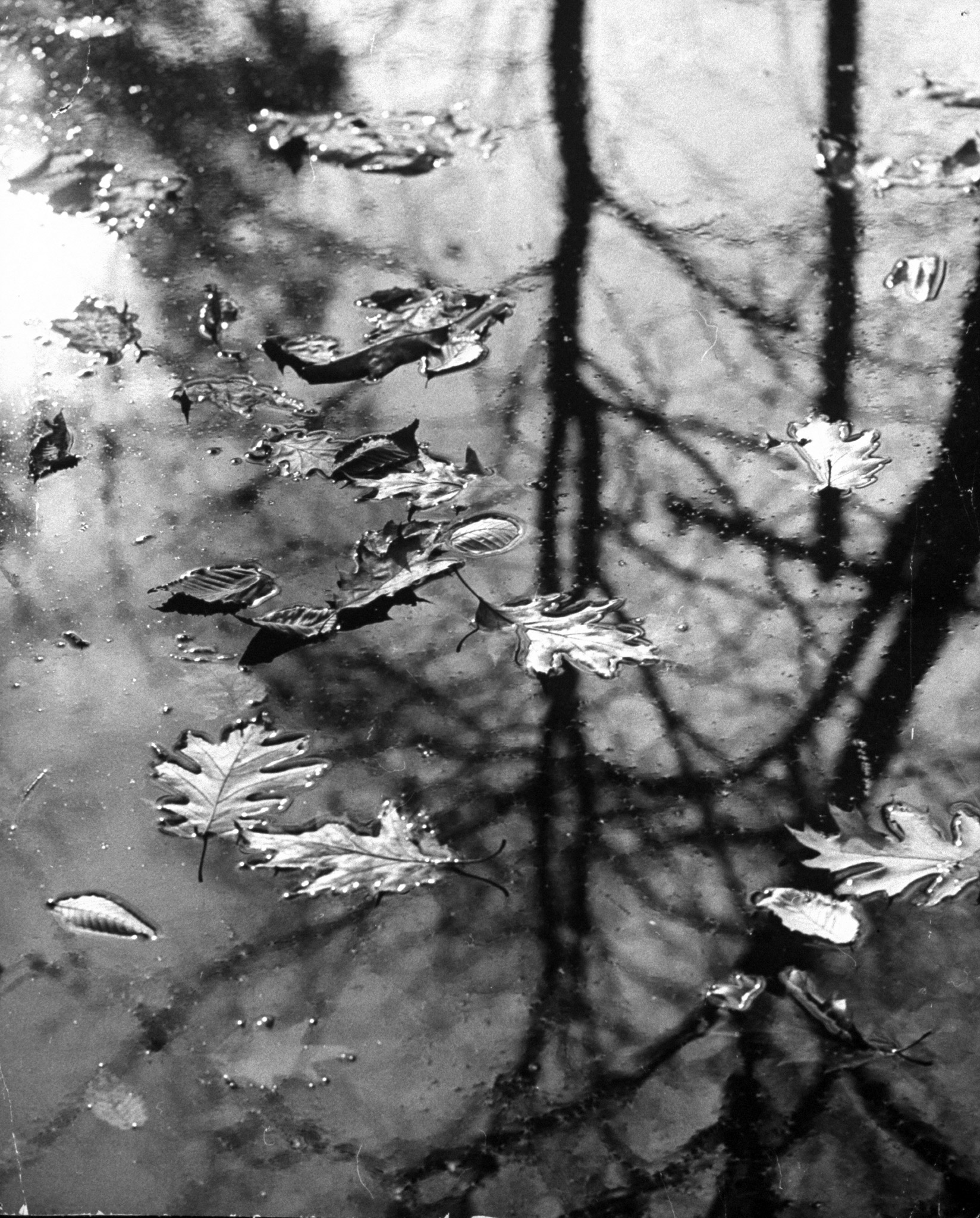 Autumn leaves floating on the water.