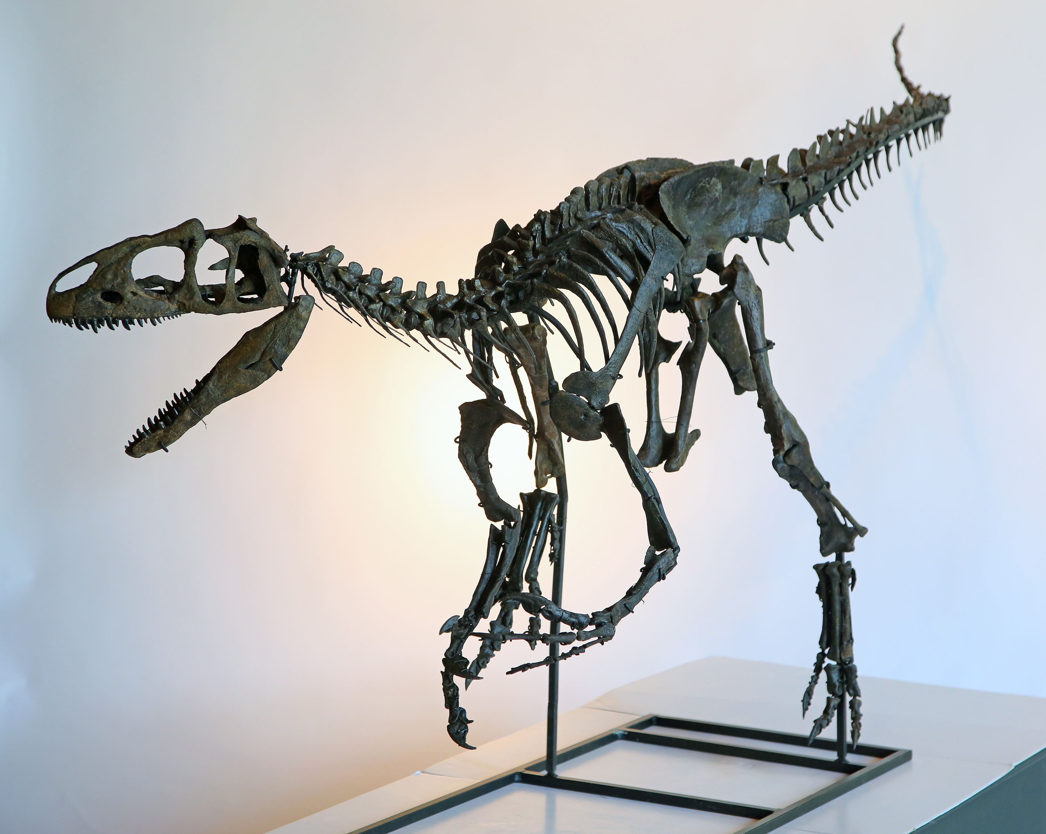 A rare skeleton of a juvenile Allosaurus dinosaur at Summers Place Auctions in West Sussex, England is set to fetch up to £500,000 at an auction in November. (Gareth Fuller—AP)