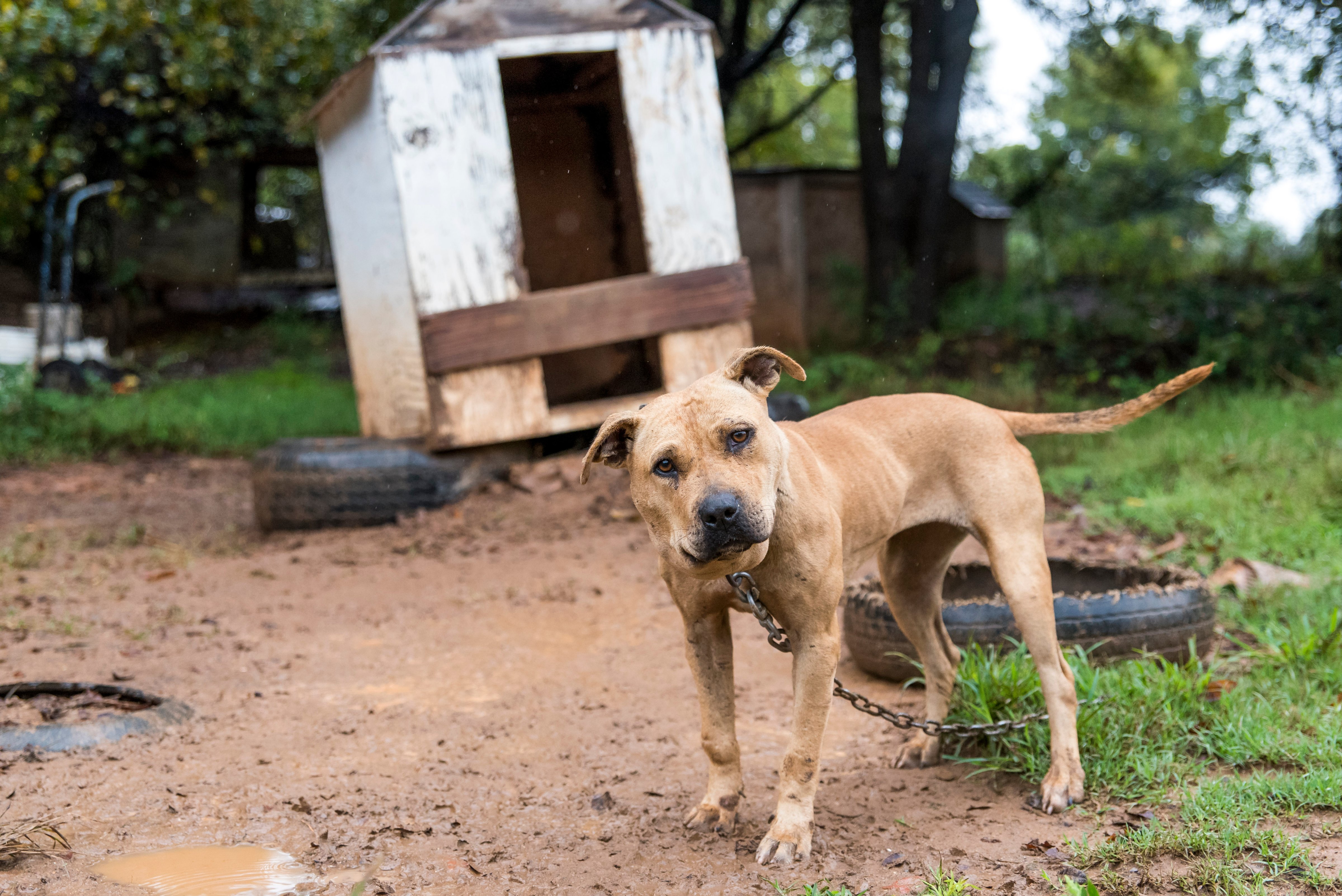 A pit bull  in Huntersville, North Carolina on Sept. 29, 2015. (Stacey Axelrod—ASPCA)