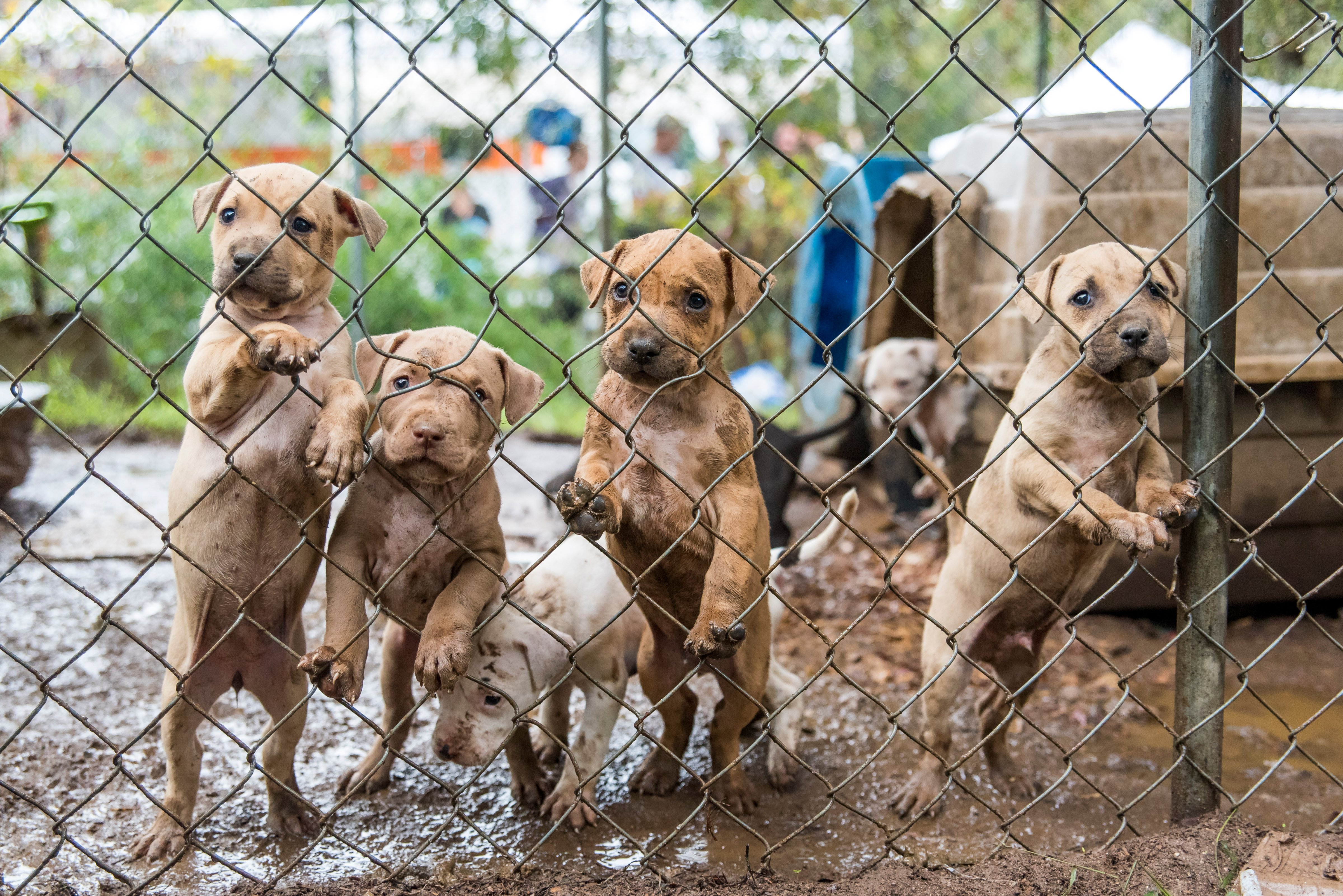A Young pit bulls in Huntersville, North Carolina on Sept. 29, 2015. (Stacey Axelrod—ASPCA)