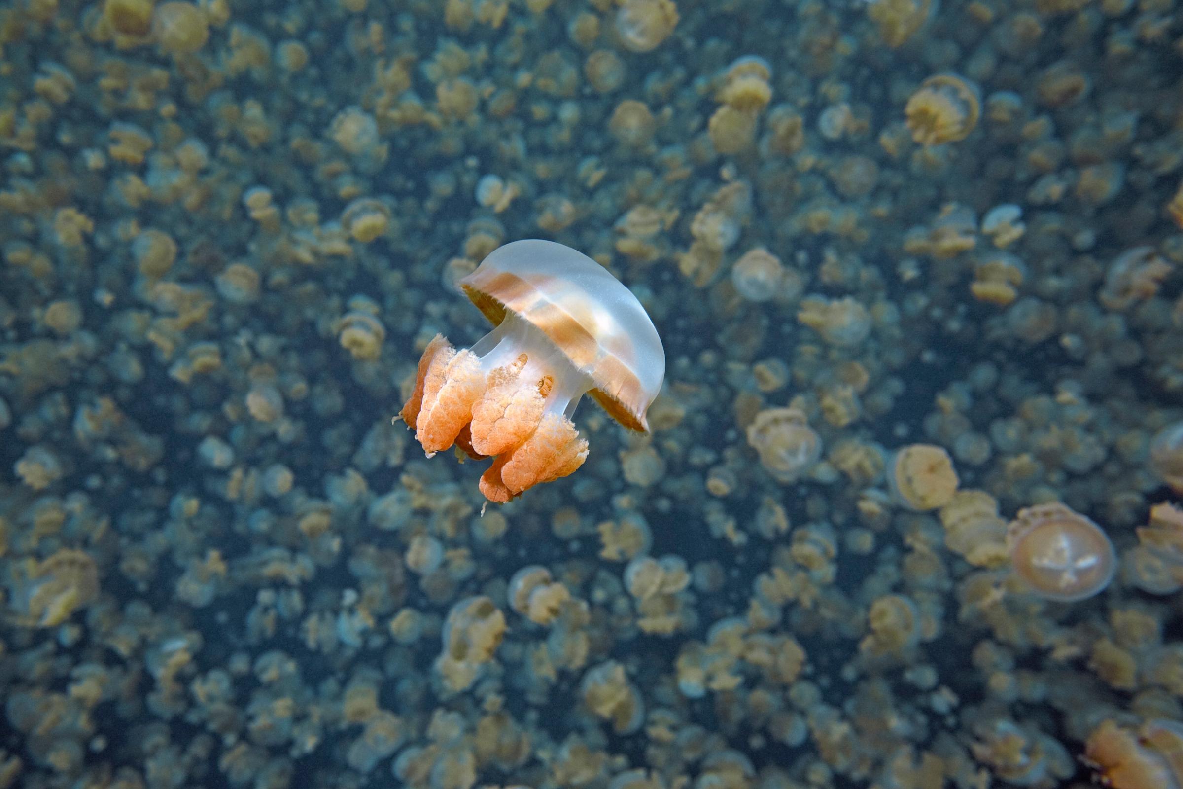 31 Mar 2009, Eil Malk, Palau --- Mastigias jellyfish (Mastigias sp) with mass of jellyfish in background, Jellyfish lake, Palau, Western Pacific Islands, Micronesia --- Image by © Ingo Arndt/Nature Picture Library/Corbis