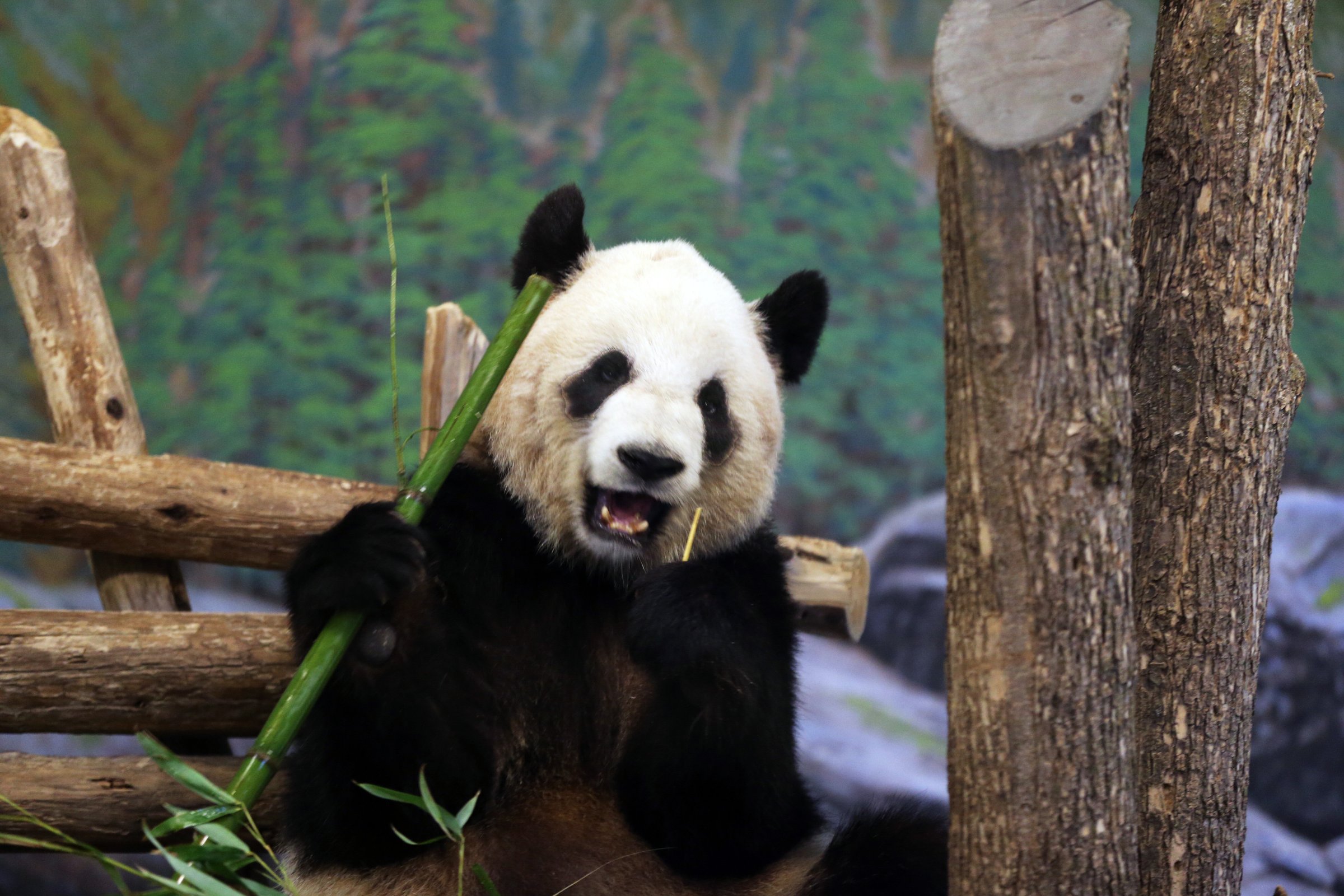 Panda Er Shun at the Toronto Zoo on April 29, 2014.