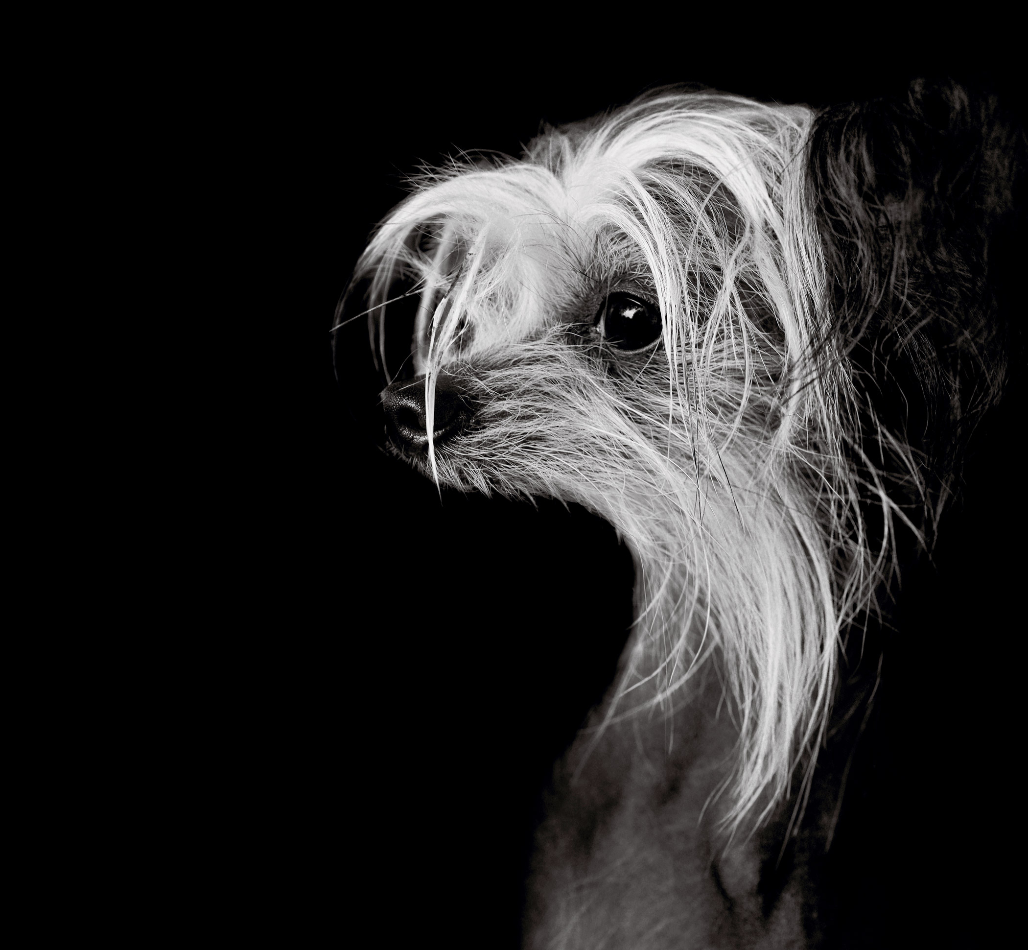 Foxtrot is a purebred Chinese crested. Her owner was a victim of domestic violence and was forced to enter into a victim relocation program.