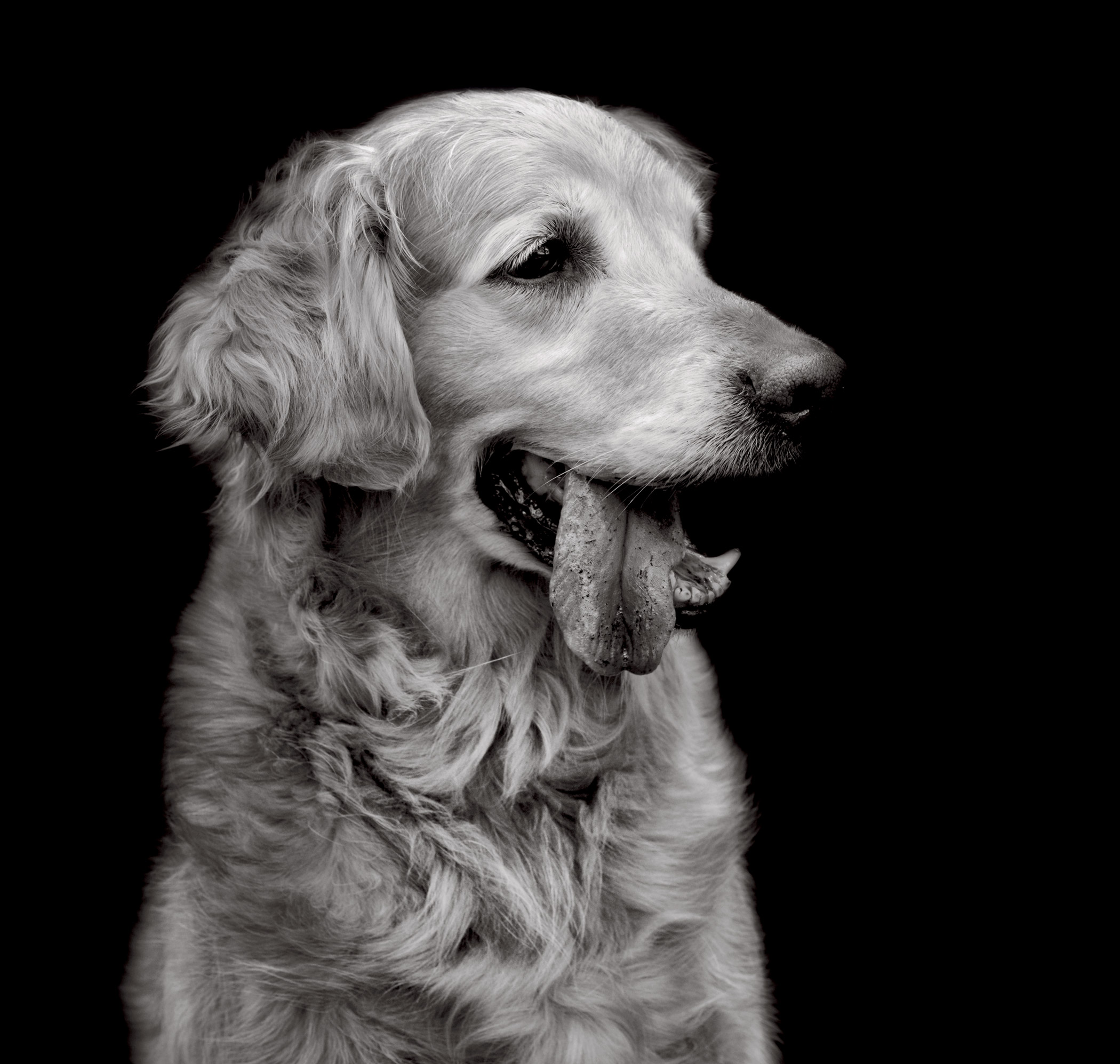 Molly is a super-affectionate senior golden retriever who was separated from her owner of ten years after the woman was forced to move into elderly housing that did not allow pets.
