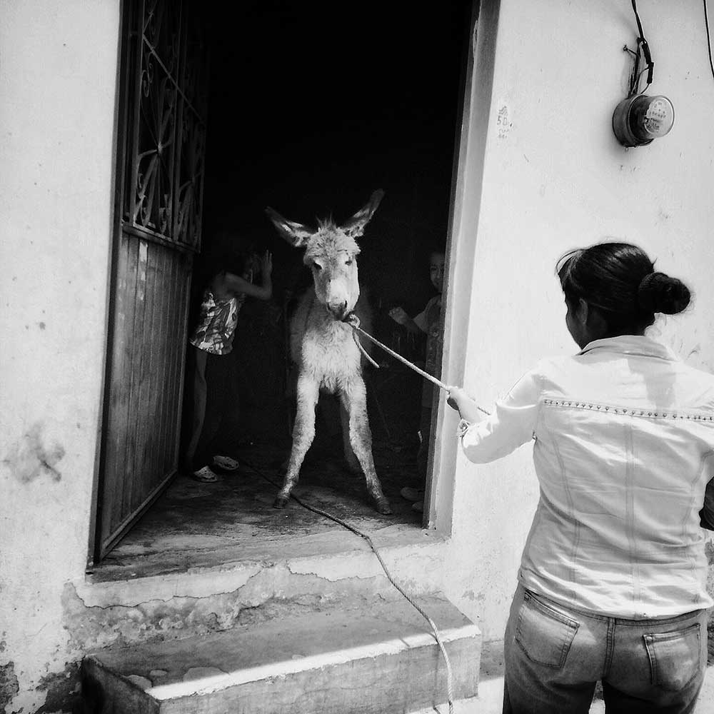 Tixtla, Guerrero, Mexico, April 28th, 2015 :Oh, look! There's a donkey in my living room!!! April 28th, 2015 #onassignment with @karlazabs in #tixtla #guerrero #mexico #photography #photojournalism #documentary #longtermproject #donkeyshttps://instagram.com/p/2CsTb_N5Kx/?taken-by=adrianazehbrauskas