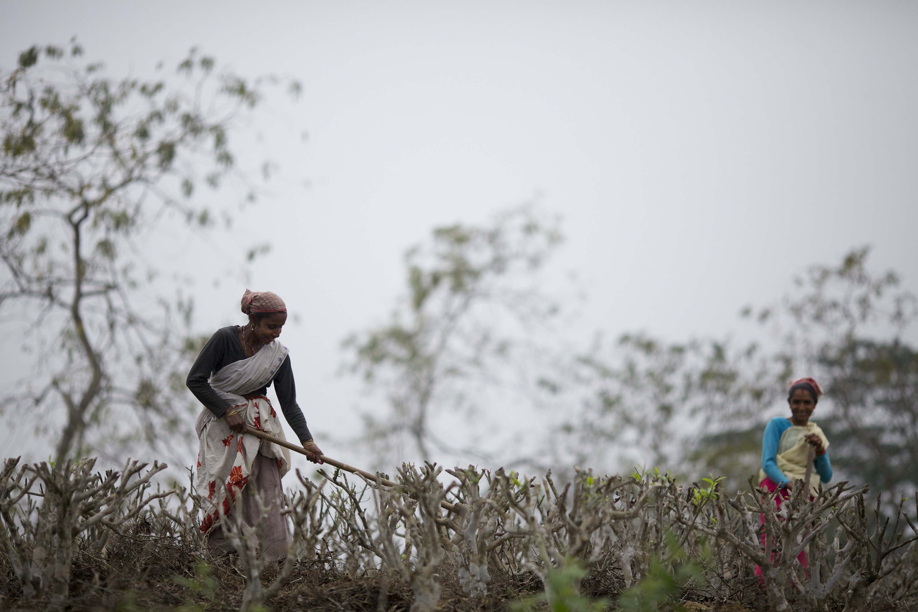 Women work in a tea plantation in Golaghat, India, on March 28, 2012 (Bloomberg/Getty Images)