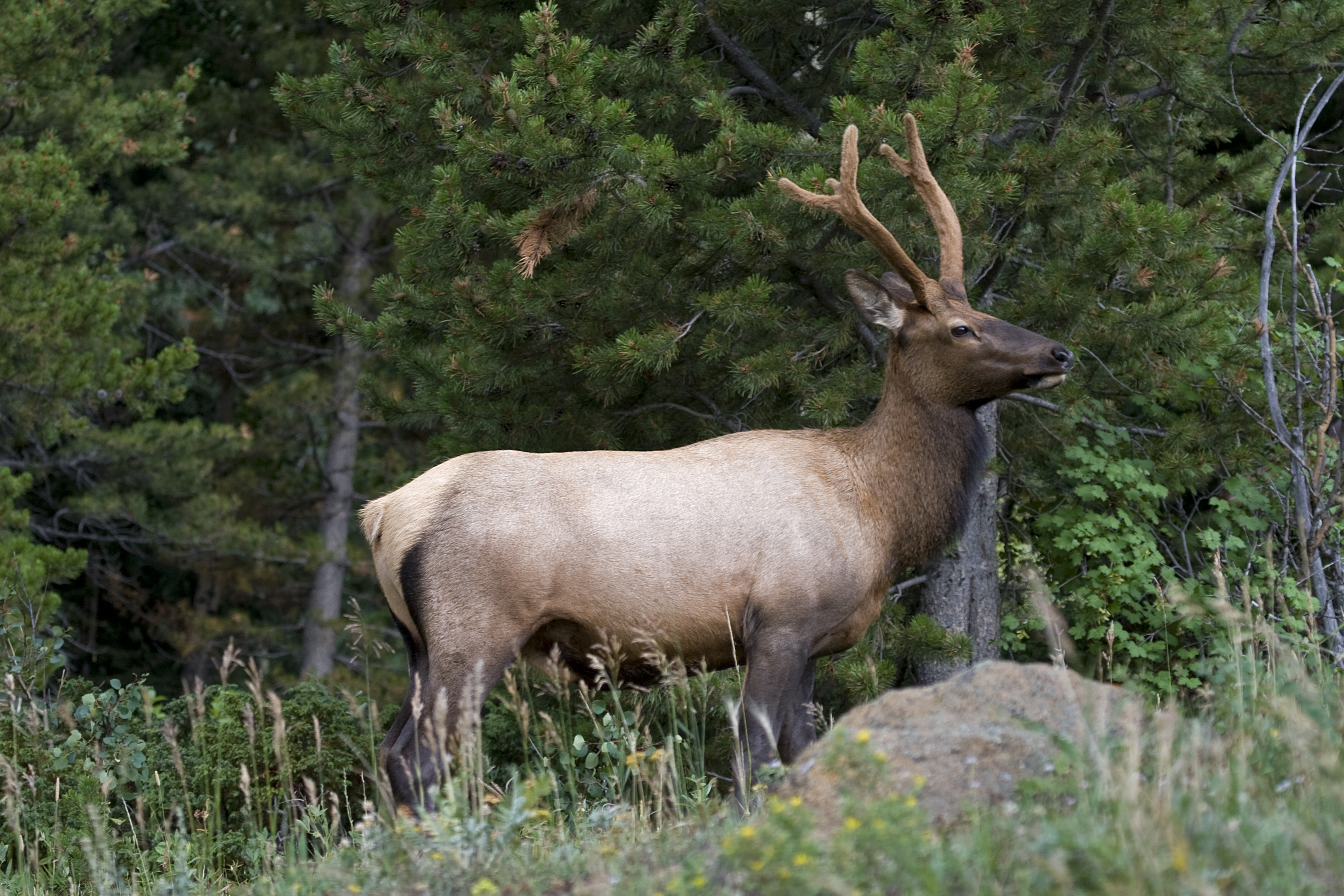 Male Elk defending his herd in Rocky Mountain National Park . (Photo by: Universal Education/Universal Images Group via Getty Images) (UniversalImagesGroup&mdash;UIG via Getty Images)