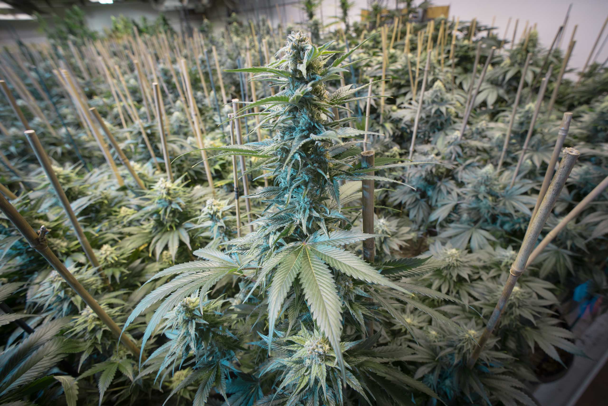 Denver, Colorado- Interior of a commercial medical and recreational marijuana grow facility. (Jon Paciaroni—Moment Editorial/Getty Images)