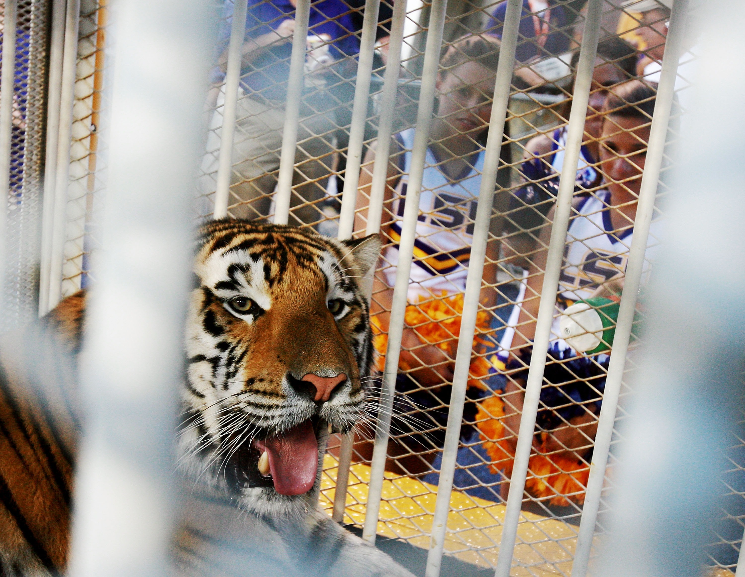 LSU mascot Mike VI, a Bengal/Siberian mixed tiger, is displayed on the field before the Florida Gators take on the LSU Tigers at Tiger Stadium in Baton Rouge, La. on Oct. 6, 2007.