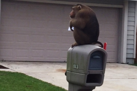 monkey-mailbox-sanford-police