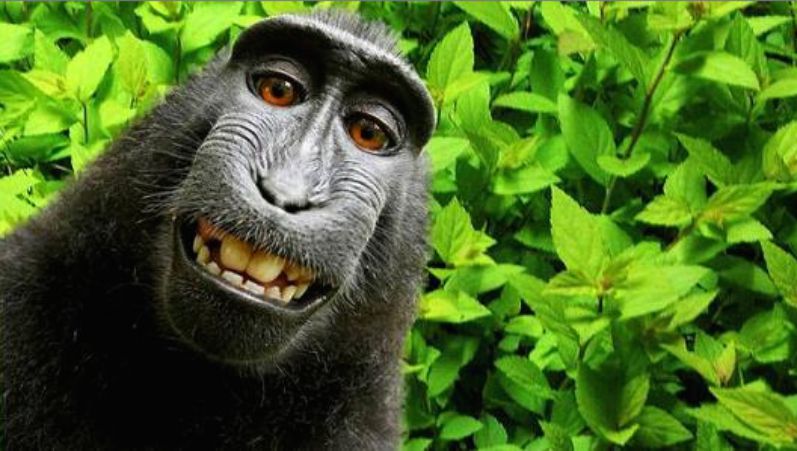 Naruto deserves rights to British photographer David Slater's monkey selfie, says PETA. (David Slater)