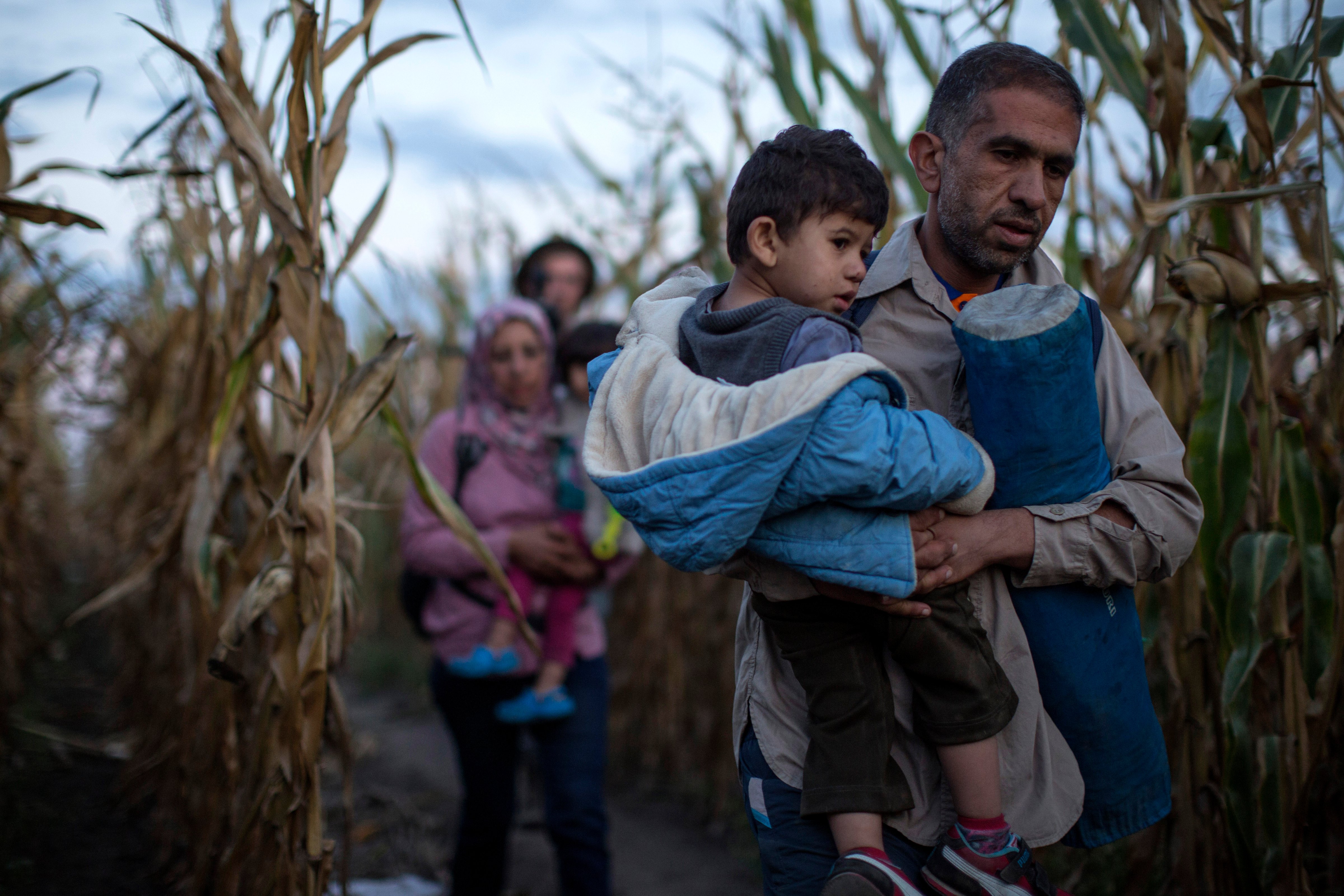 Refugees are smuggled through fields and forests in an attempt to evade the Hungarian police close to the Serbian border on September 8, 2015 in Roszke, Hungary.