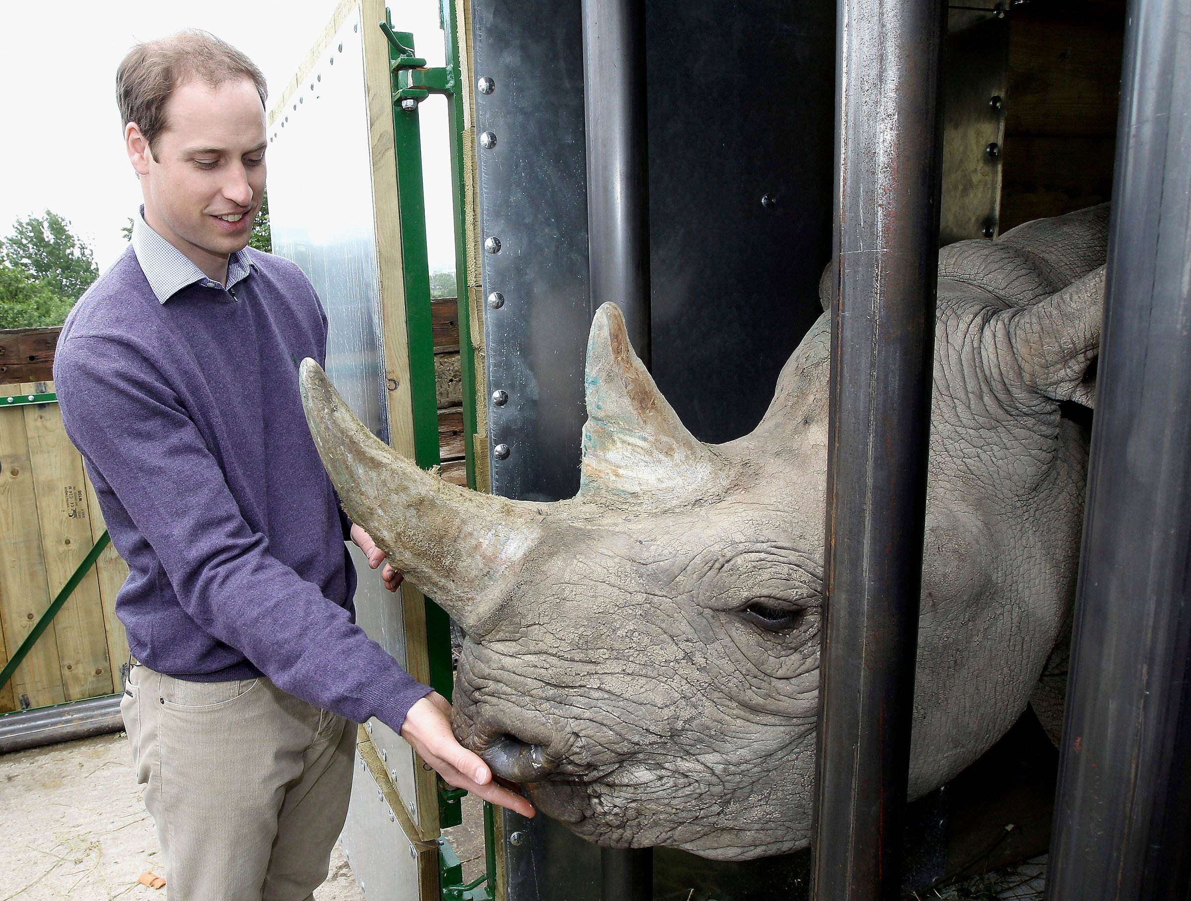Britain's Prince William feeds a five year-old black rhino called Zawadi during a visits to Port Lympne Wild Animal Park in Lympne, southern England
