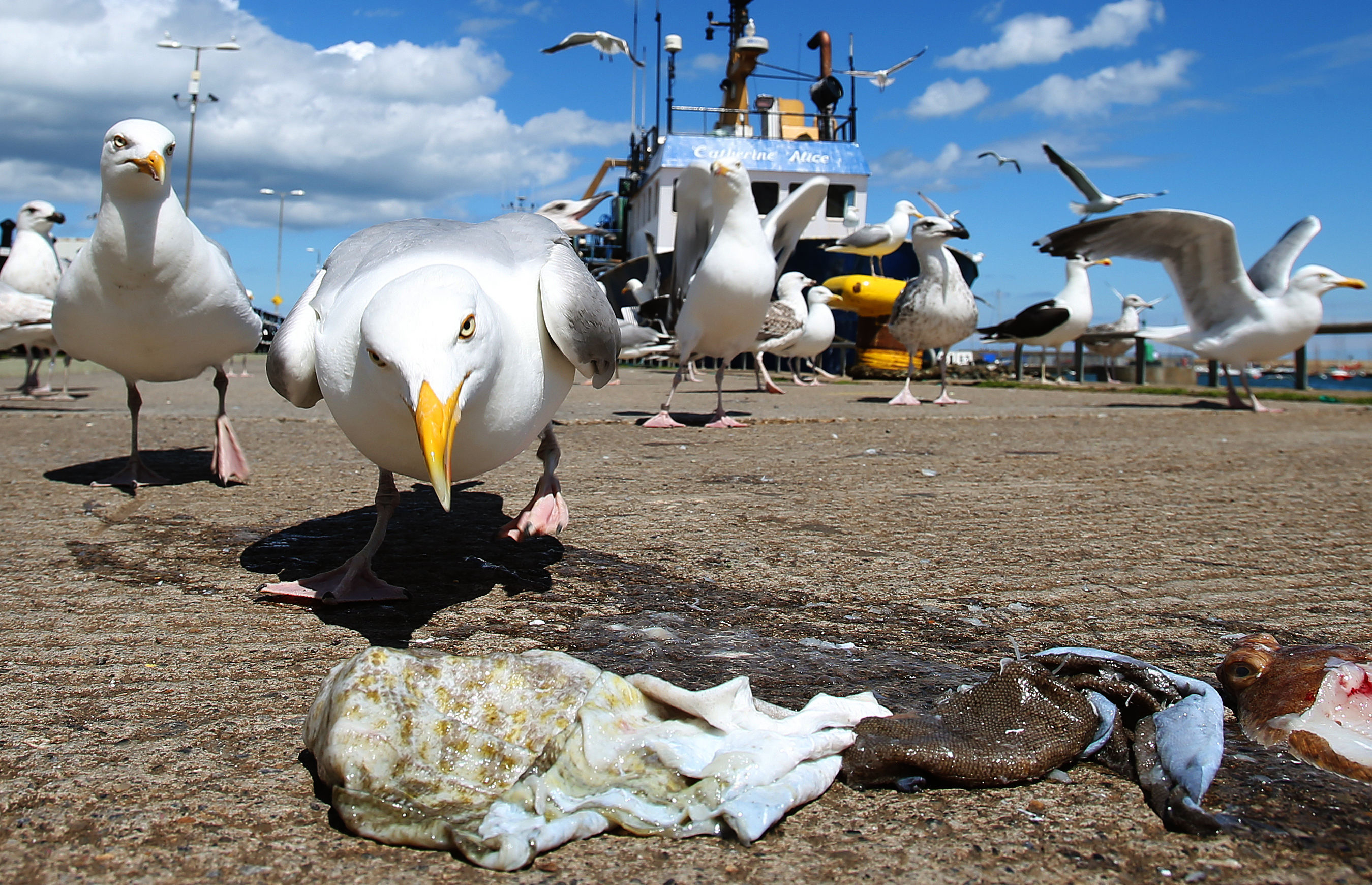 seagulls plastic