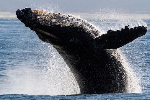 A humpback whale jumps in the ocean by Moss Landing, Monterey, Calif. (Michele Wassel—Getty)