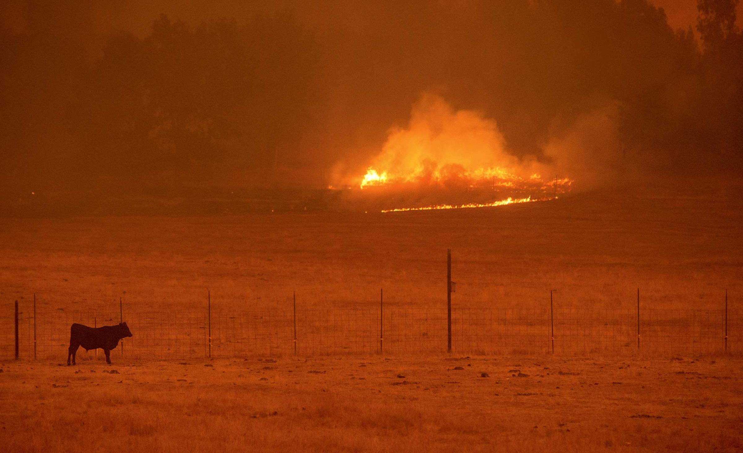 A cow grazes in a pasture as the Butte Fire burns Mountain Ranch